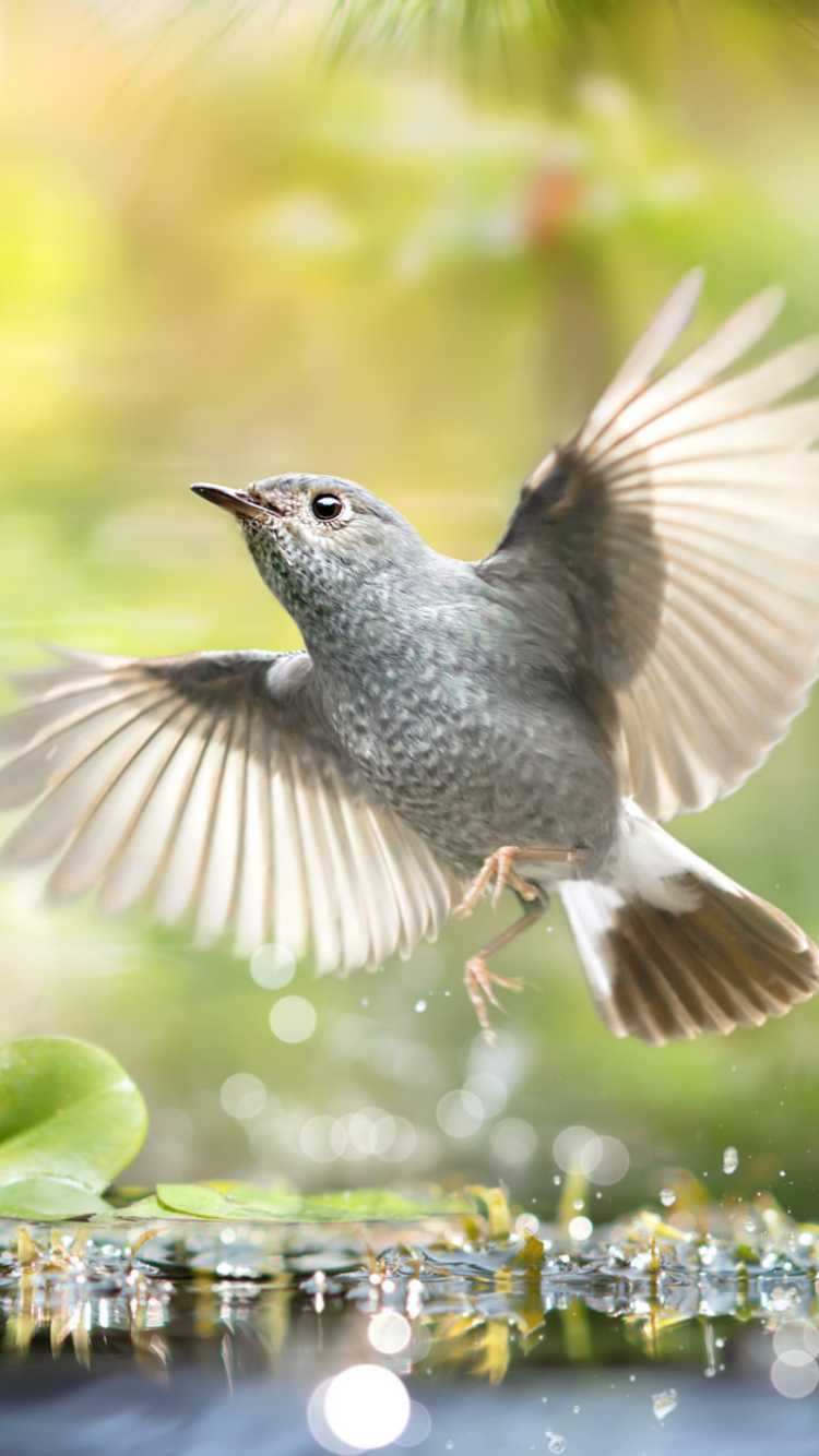 Download mobile wallpaper Birds, Water, Bird, Animal, Wings for free.