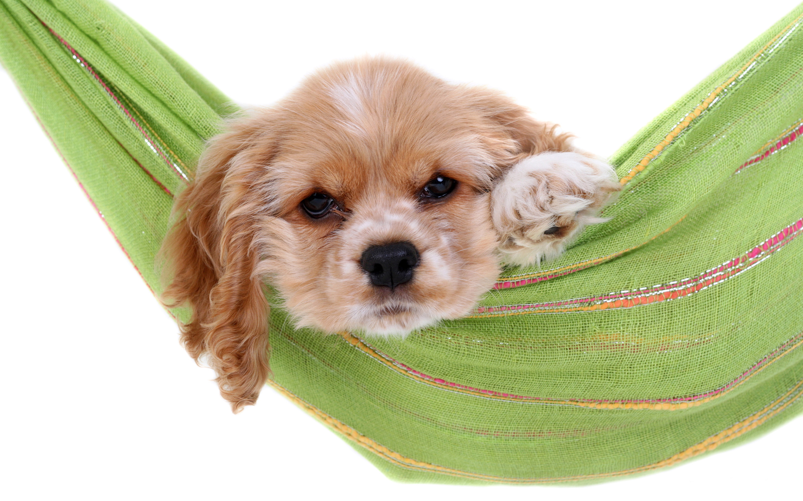 Téléchargez des papiers peints mobile Chiens, Chien, Animaux gratuitement.