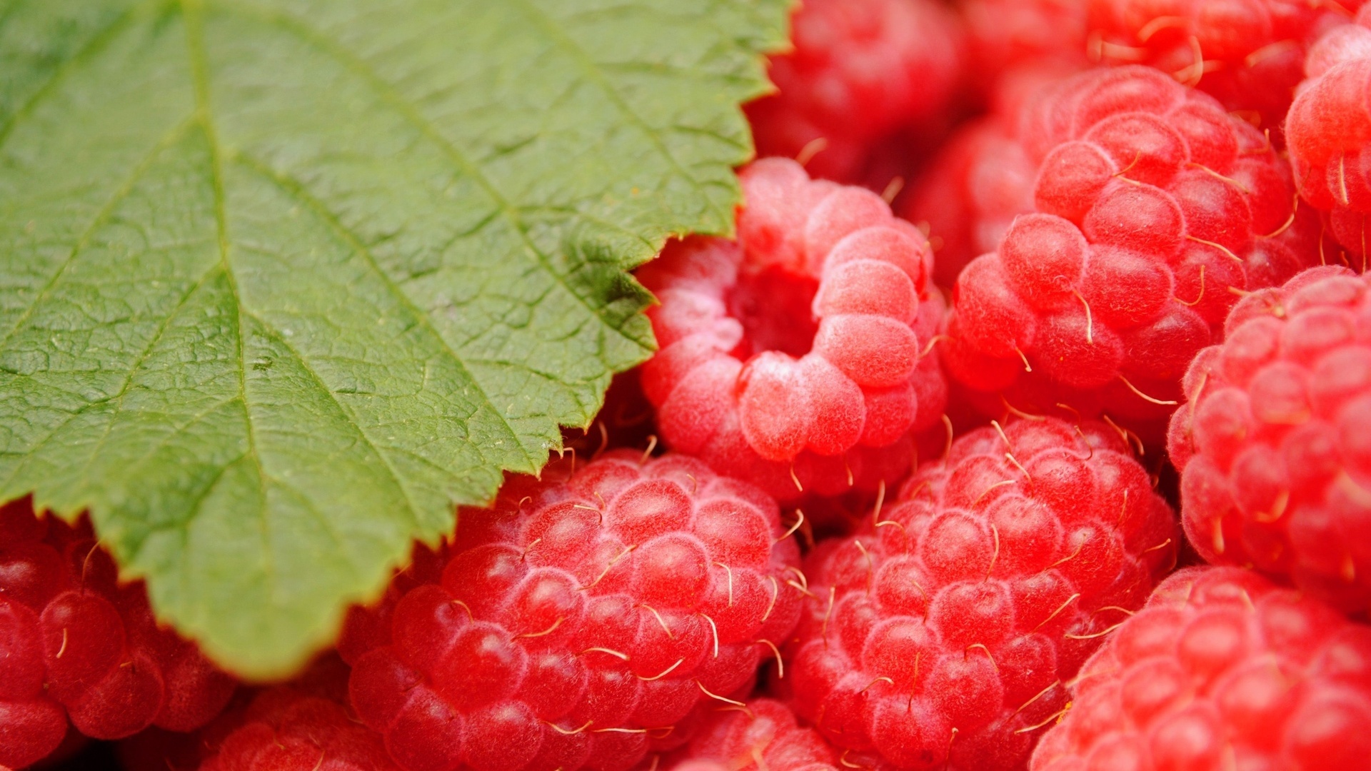 Download mobile wallpaper Berries, Raspberry, Food, Plants for free.