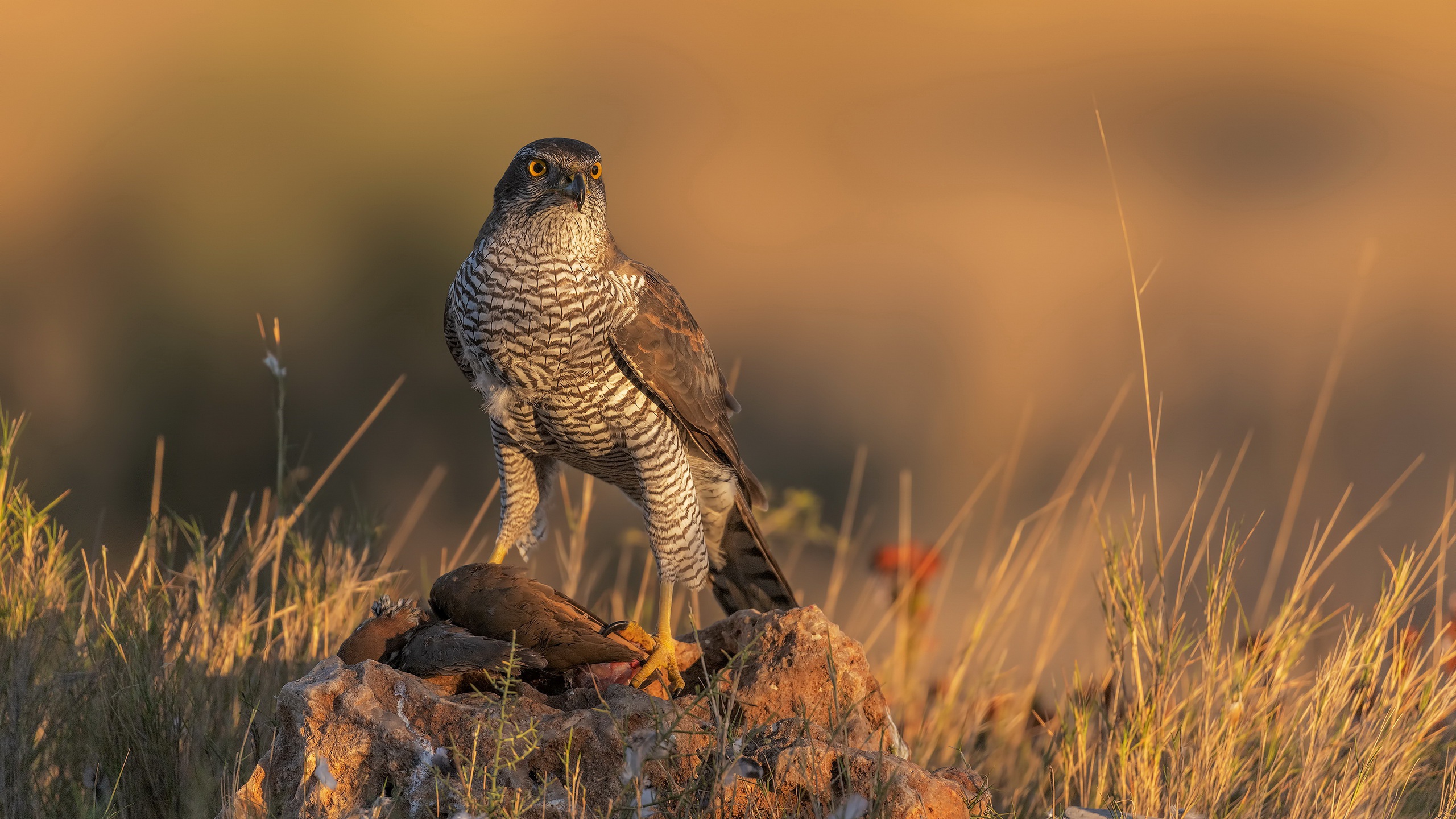 Free download wallpaper Birds, Falcon, Animal, Bird Of Prey on your PC desktop