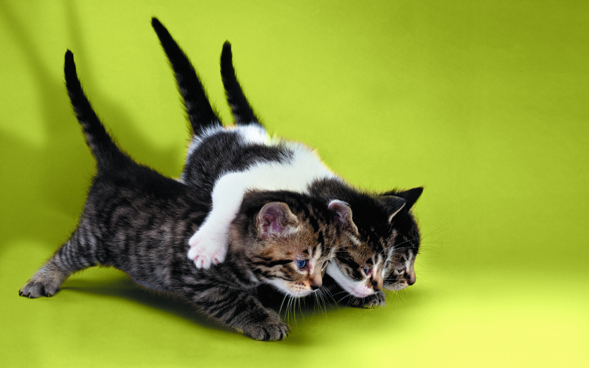 Скачати мобільні шпалери Кішка, Коти, Тварина безкоштовно.