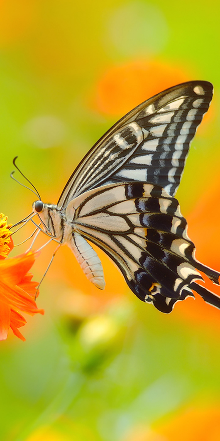 Download mobile wallpaper Butterfly, Animal for free.