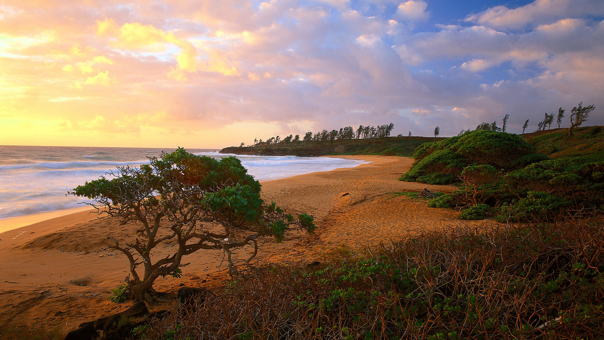 Téléchargez gratuitement l'image Mer, Plage, Horizon, Côte, Arbre, Océan, Terre/nature sur le bureau de votre PC