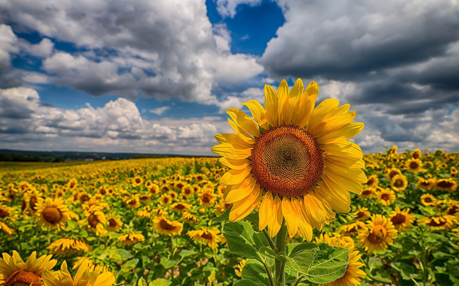 Free download wallpaper Flowers, Flower, Earth, Field, Cloud, Sunflower, Yellow Flower on your PC desktop