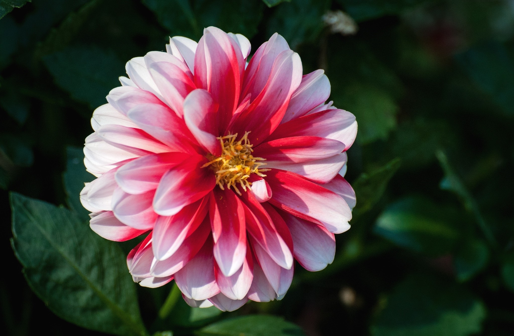Laden Sie das Blumen, Dahlien, Erde/natur-Bild kostenlos auf Ihren PC-Desktop herunter