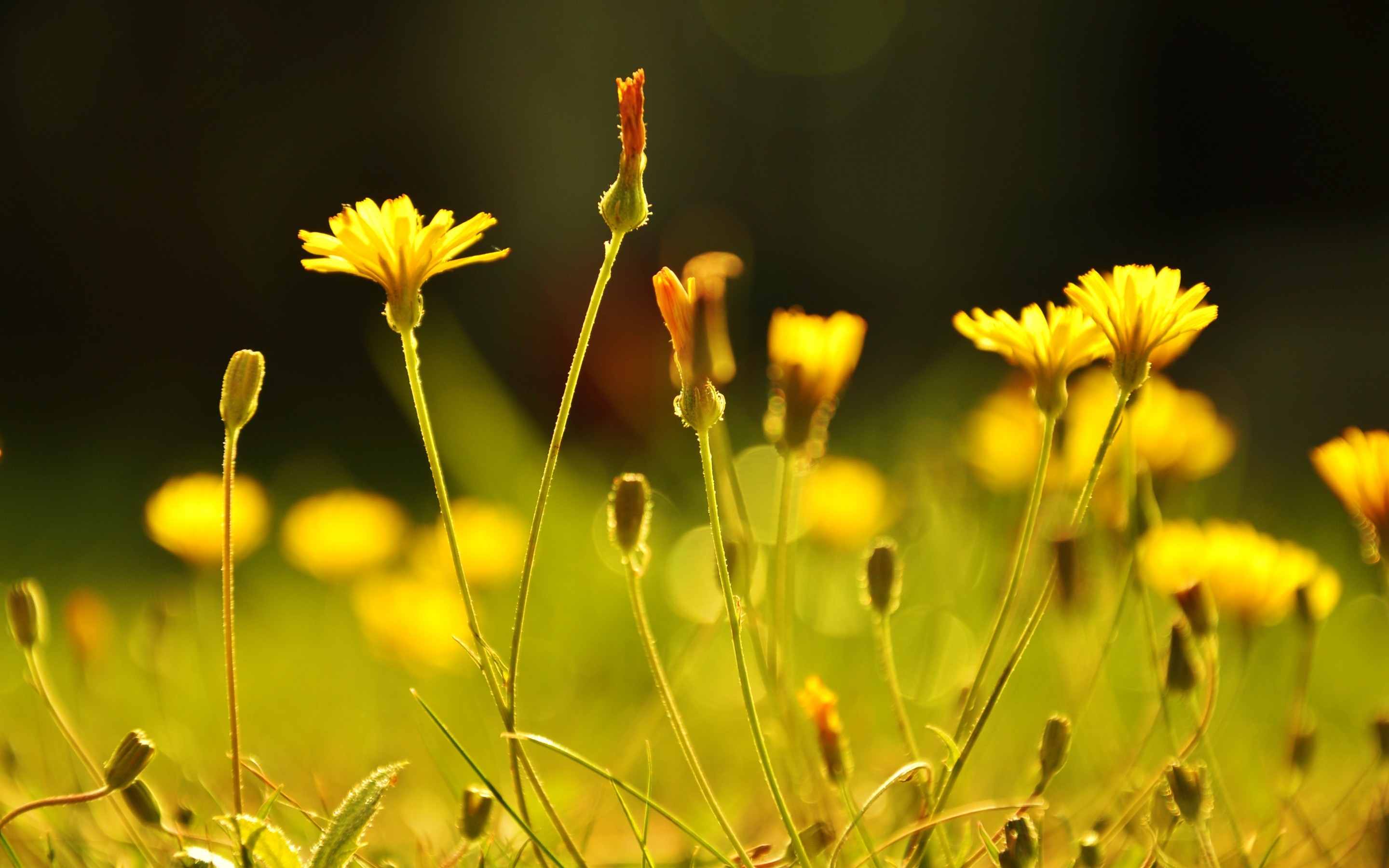 Téléchargez gratuitement l'image Fleurs, Fleur, Terre/nature sur le bureau de votre PC