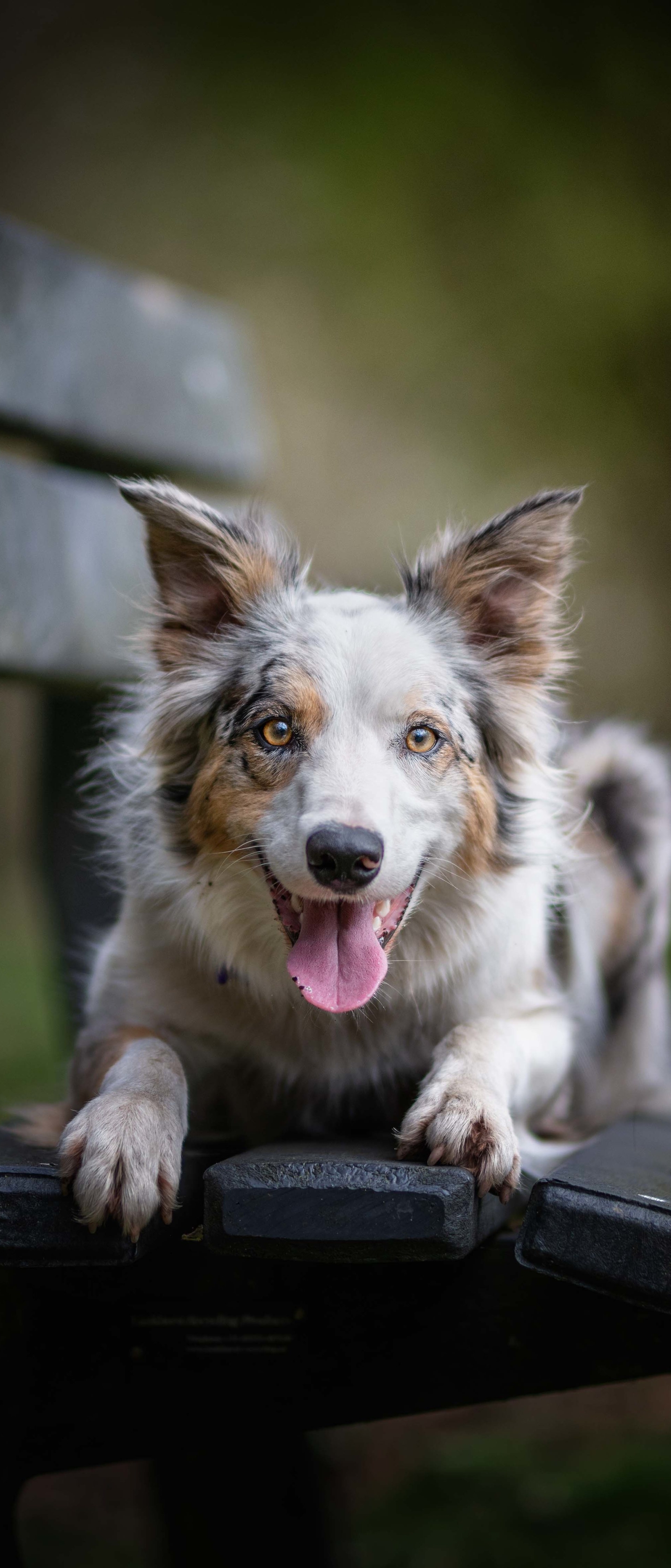 無料モバイル壁紙動物, 犬をダウンロードします。