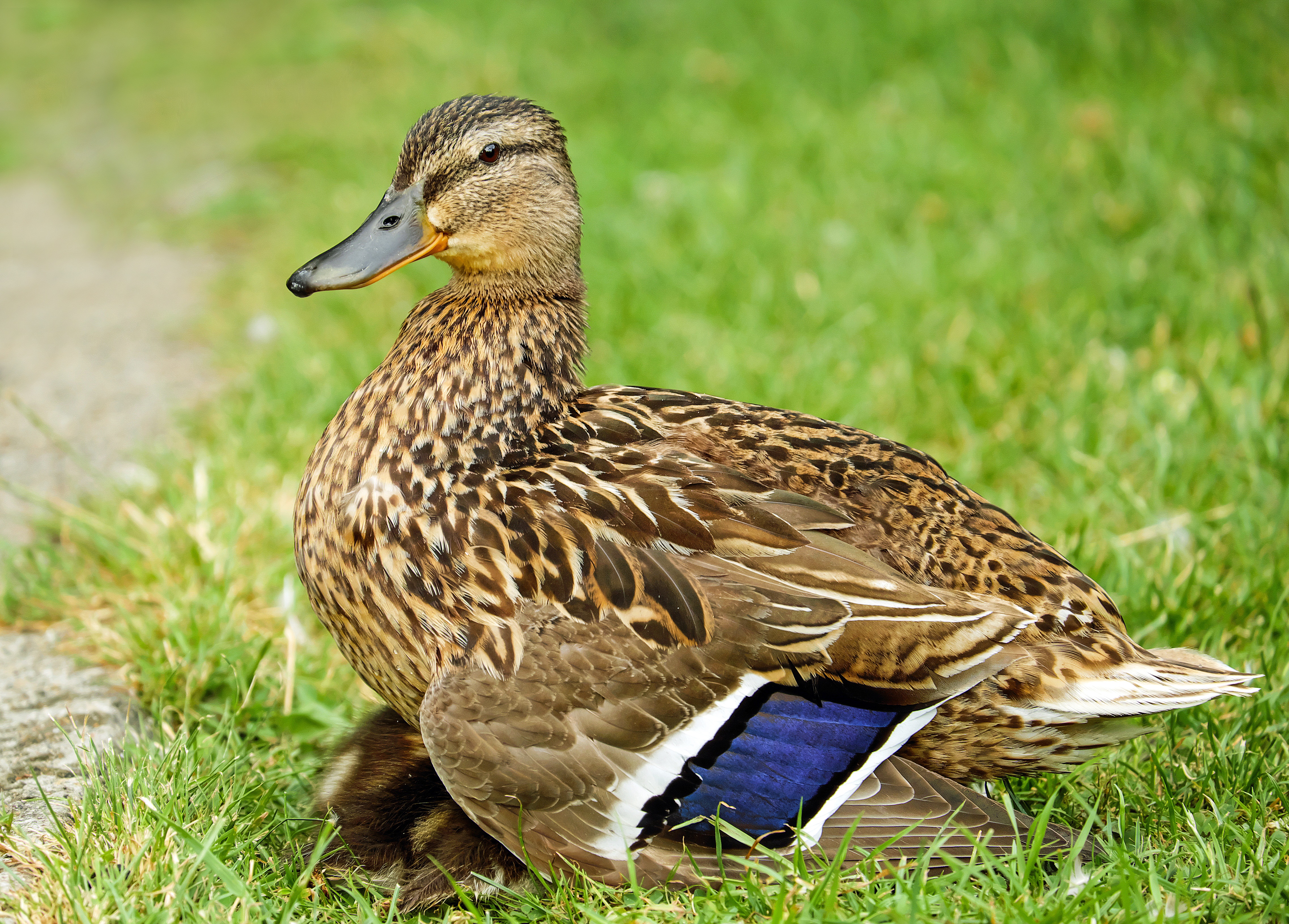 Download mobile wallpaper Grass, Animals, Bird, Feather, Duck for free.