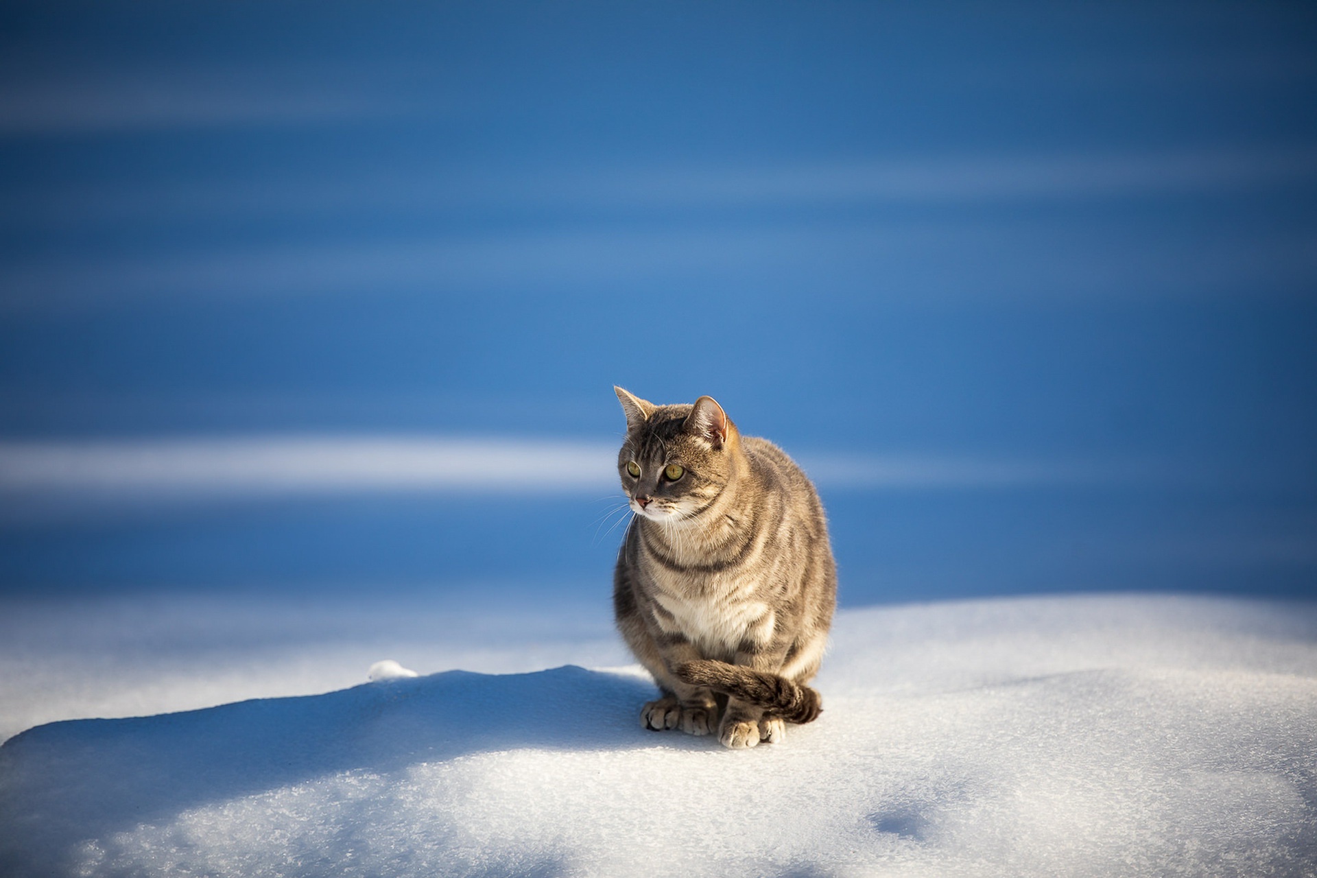 Laden Sie das Tiere, Katzen, Schnee, Katze-Bild kostenlos auf Ihren PC-Desktop herunter