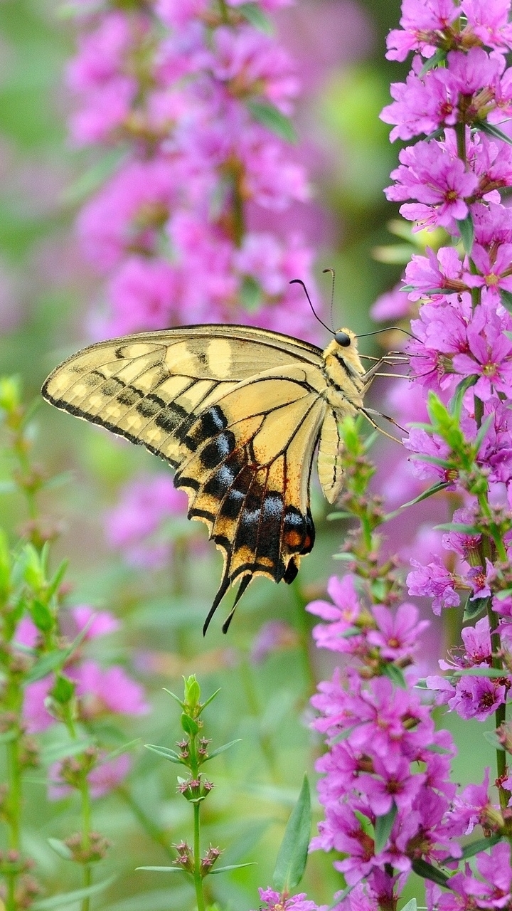 Descarga gratuita de fondo de pantalla para móvil de Animales, Mariposa.