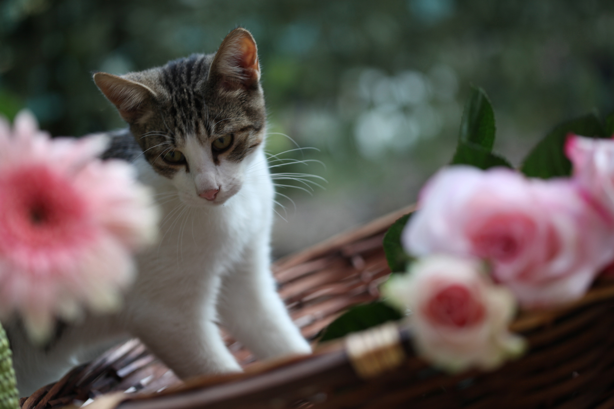 Baixe gratuitamente a imagem Animais, Gatos, Gato na área de trabalho do seu PC