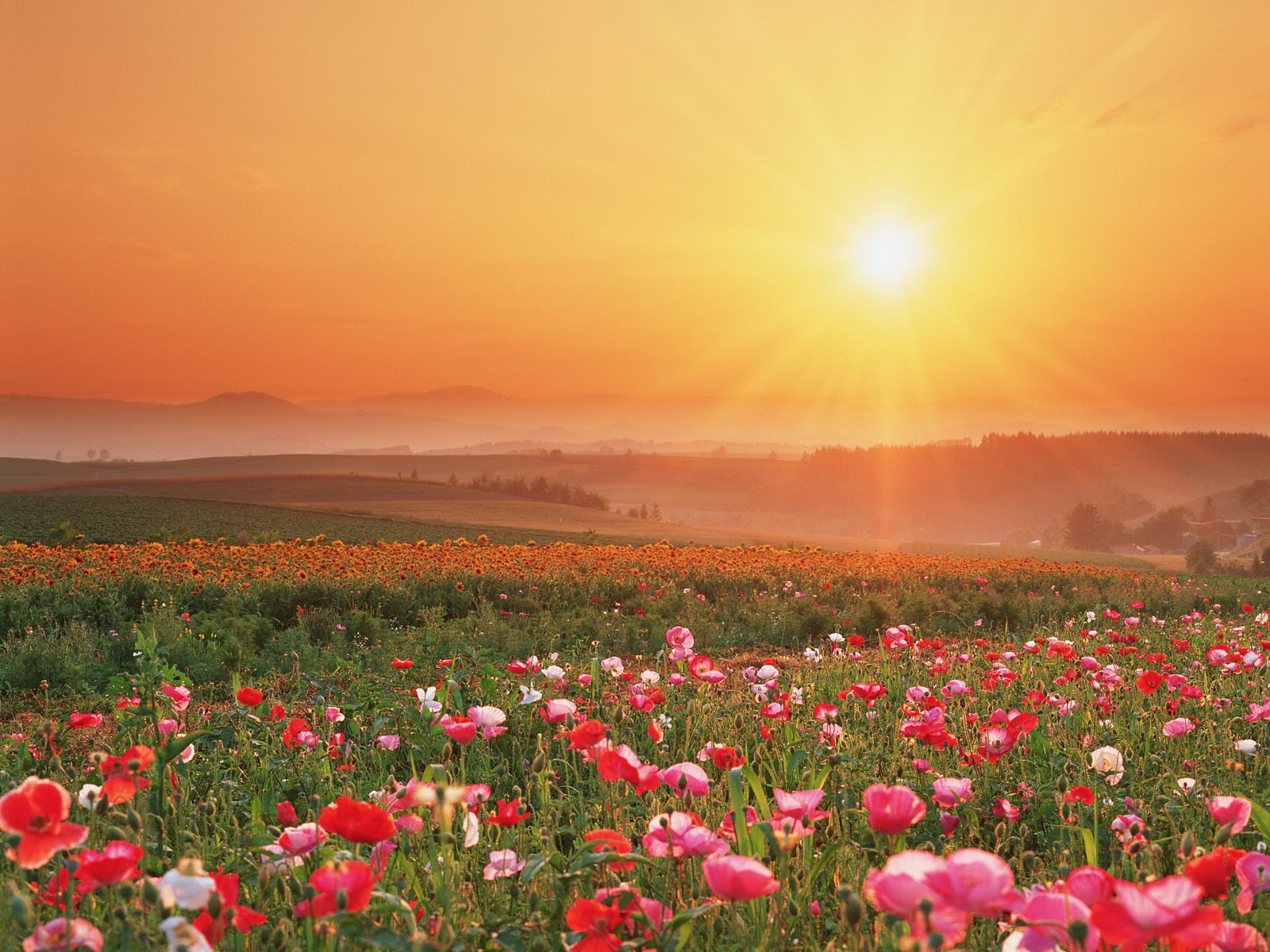 Download mobile wallpaper Poppy, Flowers, Flower, Earth, Landscape for free.