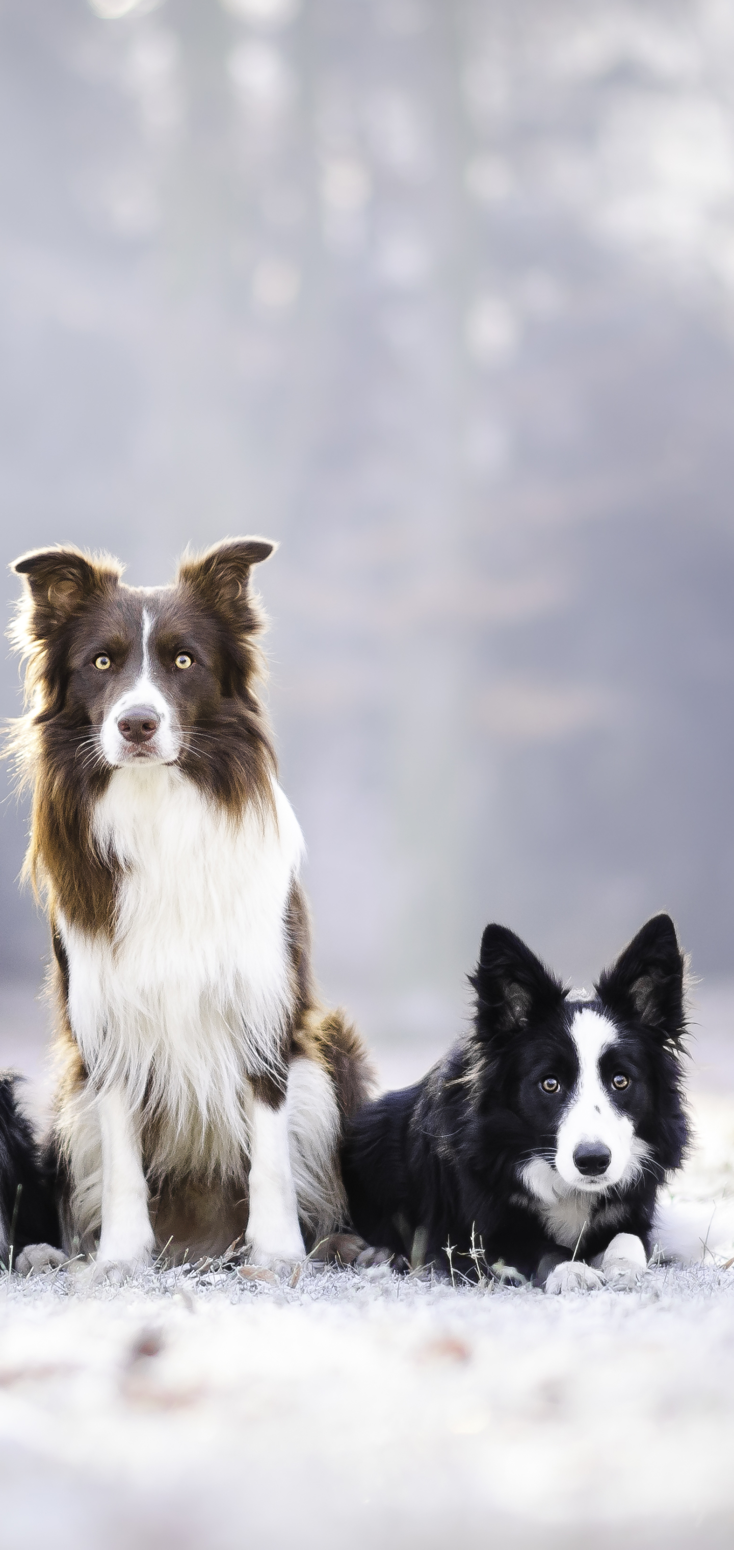 Descarga gratuita de fondo de pantalla para móvil de Animales, Perros, Perro, Collie De La Frontera.