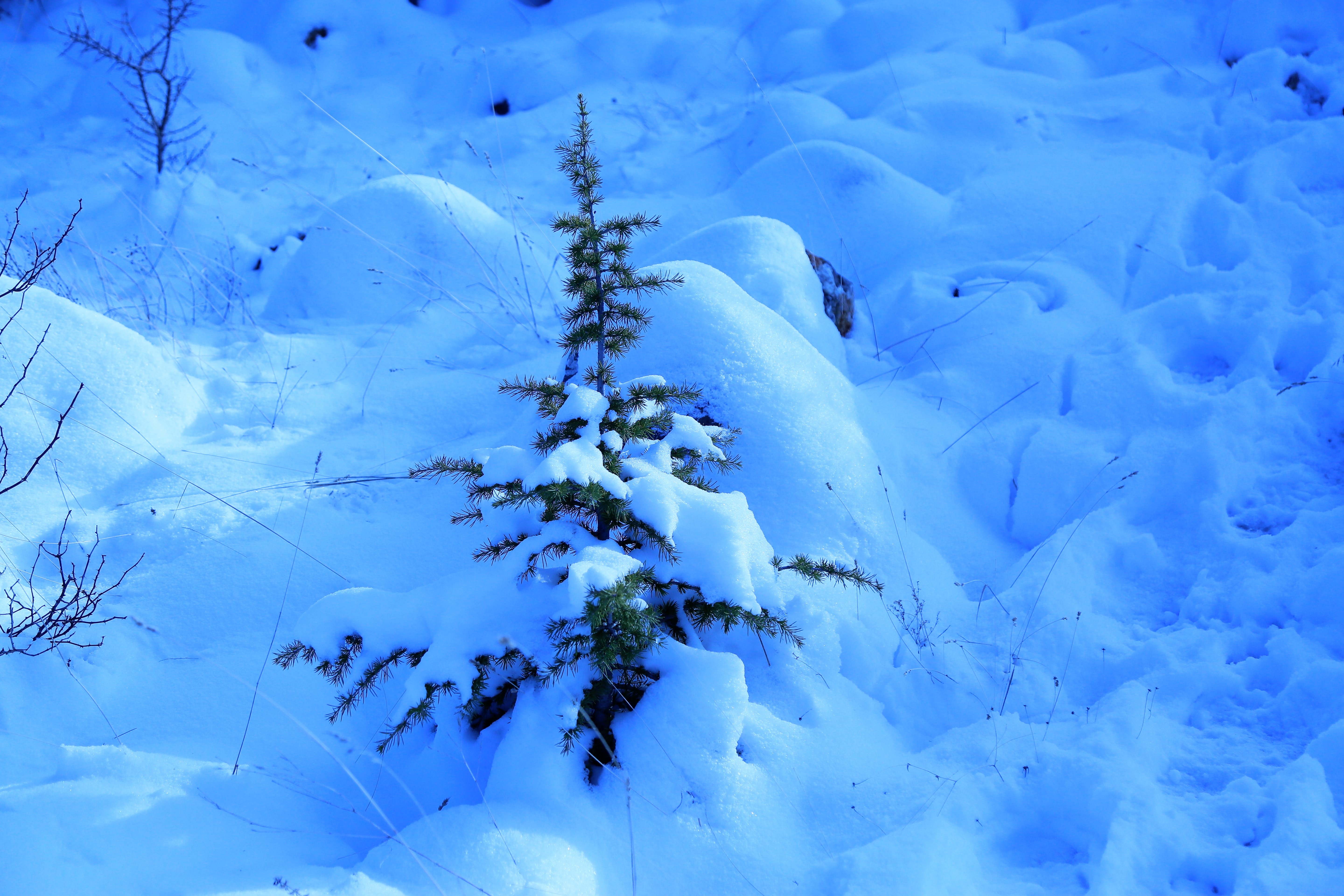 winter, nature, snow, spruce, fir, drifts, thorns, prickles