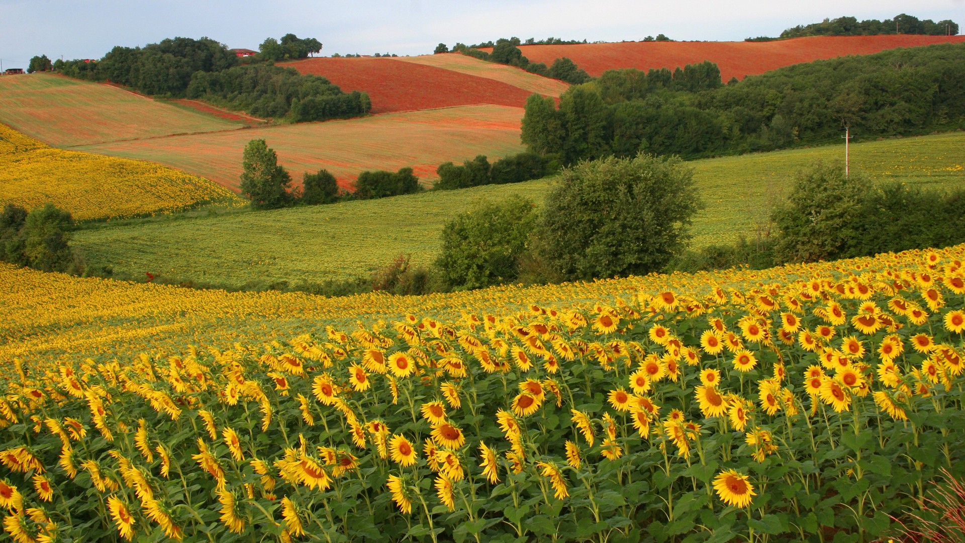 Download mobile wallpaper Earth, Sunflower for free.