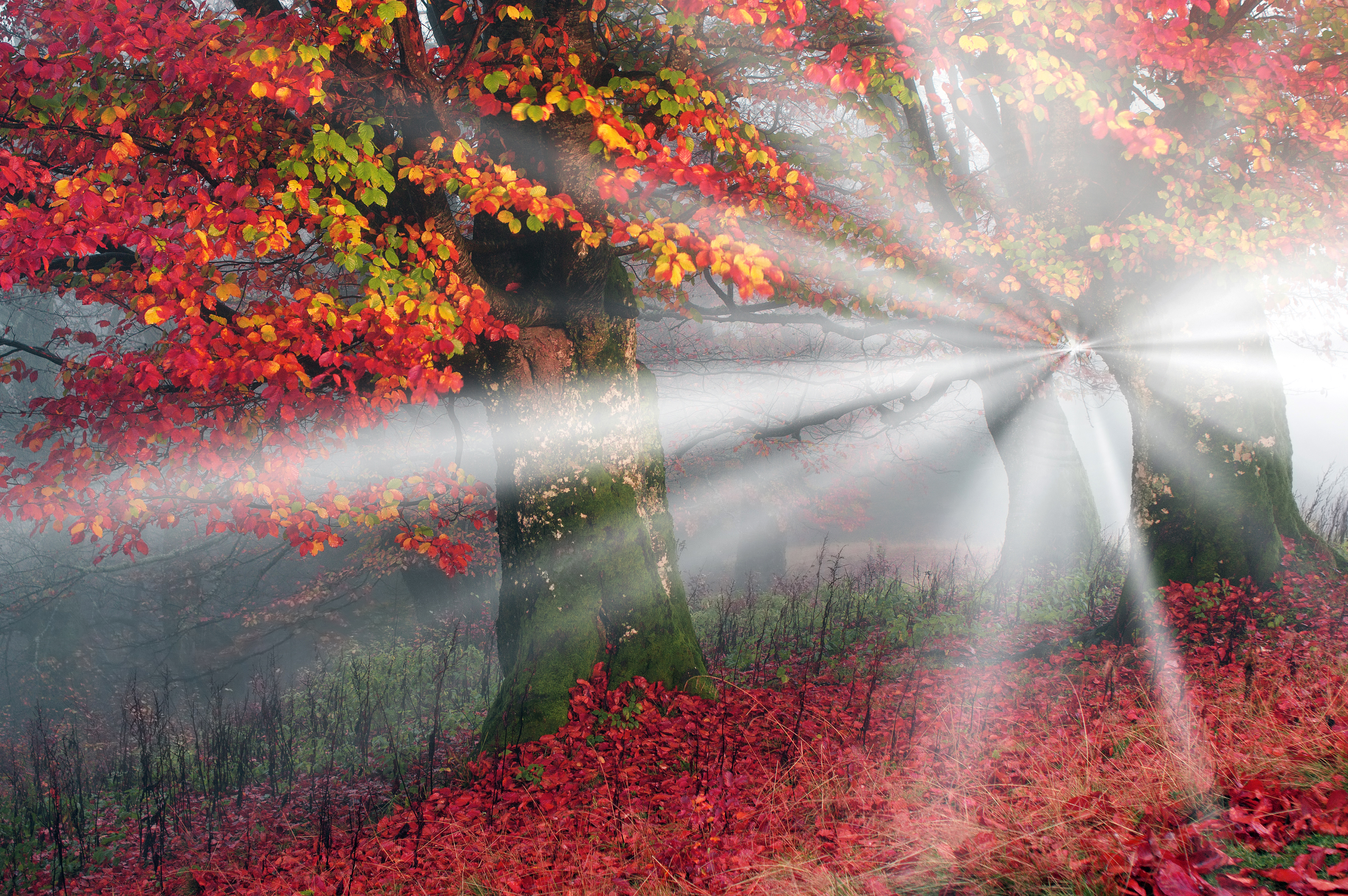 Free download wallpaper Nature, Tree, Fall, Earth, Sunbeam on your PC desktop
