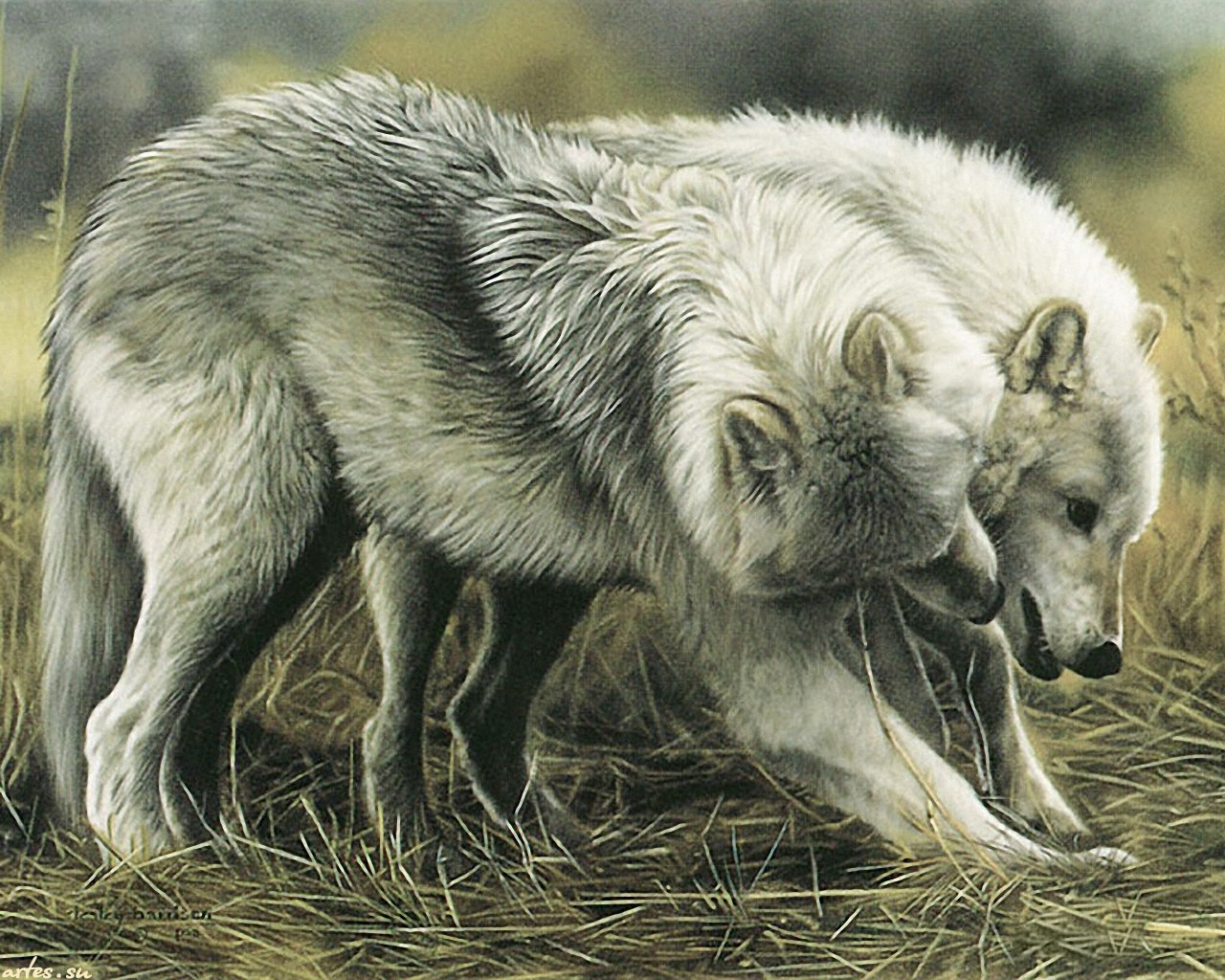 Download mobile wallpaper Wolf, Animal for free.