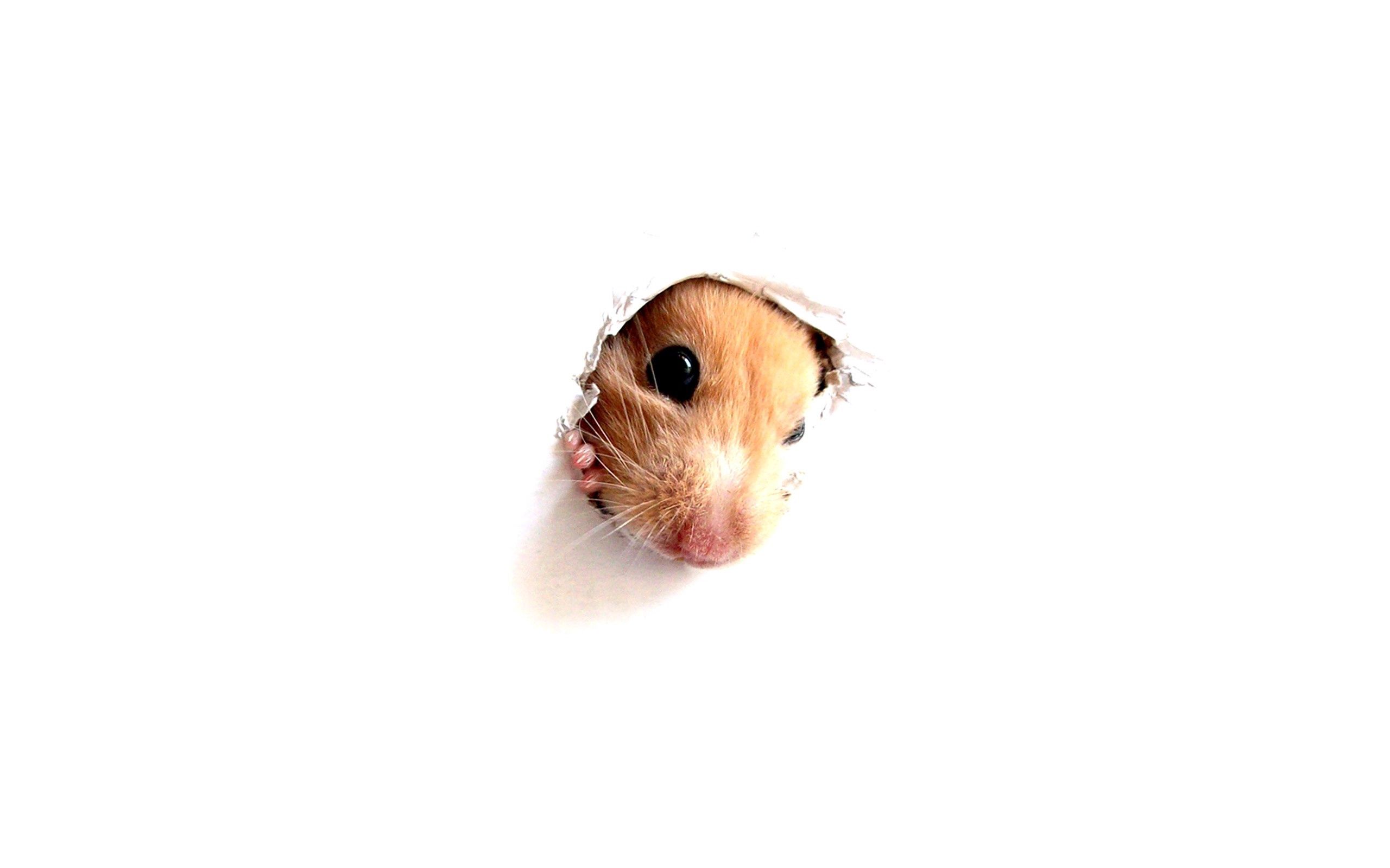 animals, muzzle, paper, rodent, hole, hamster