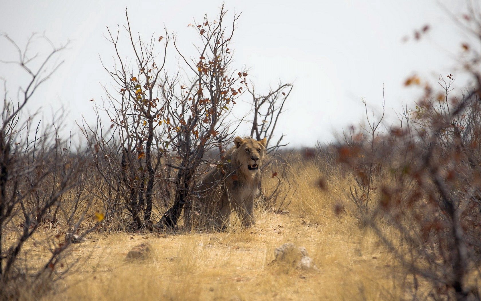 Baixe gratuitamente a imagem Animais, Natureza, África, Leão, Um Leão na área de trabalho do seu PC