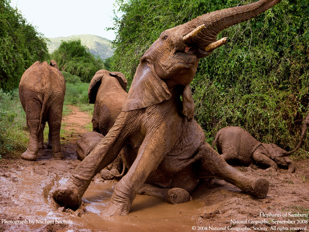 Baixe gratuitamente a imagem Animais, Elefante Da Savana na área de trabalho do seu PC