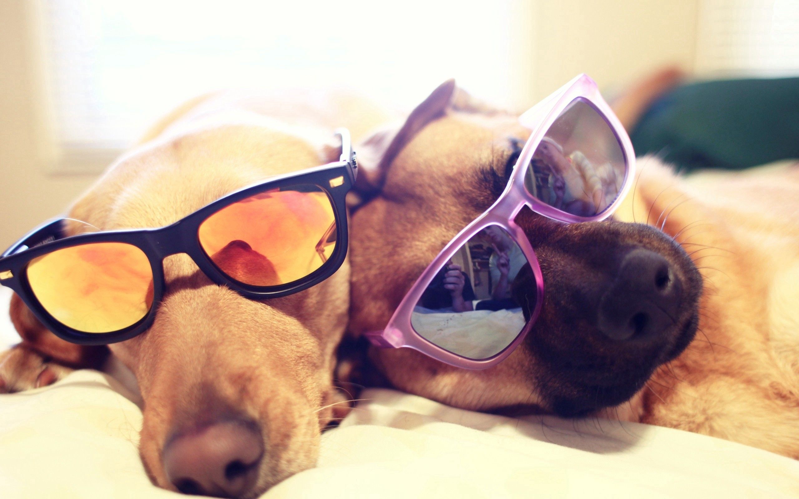 Free download wallpaper Pair, To Lie Down, Lie, Spectacles, Animals, Dogs, Couple, Glasses on your PC desktop