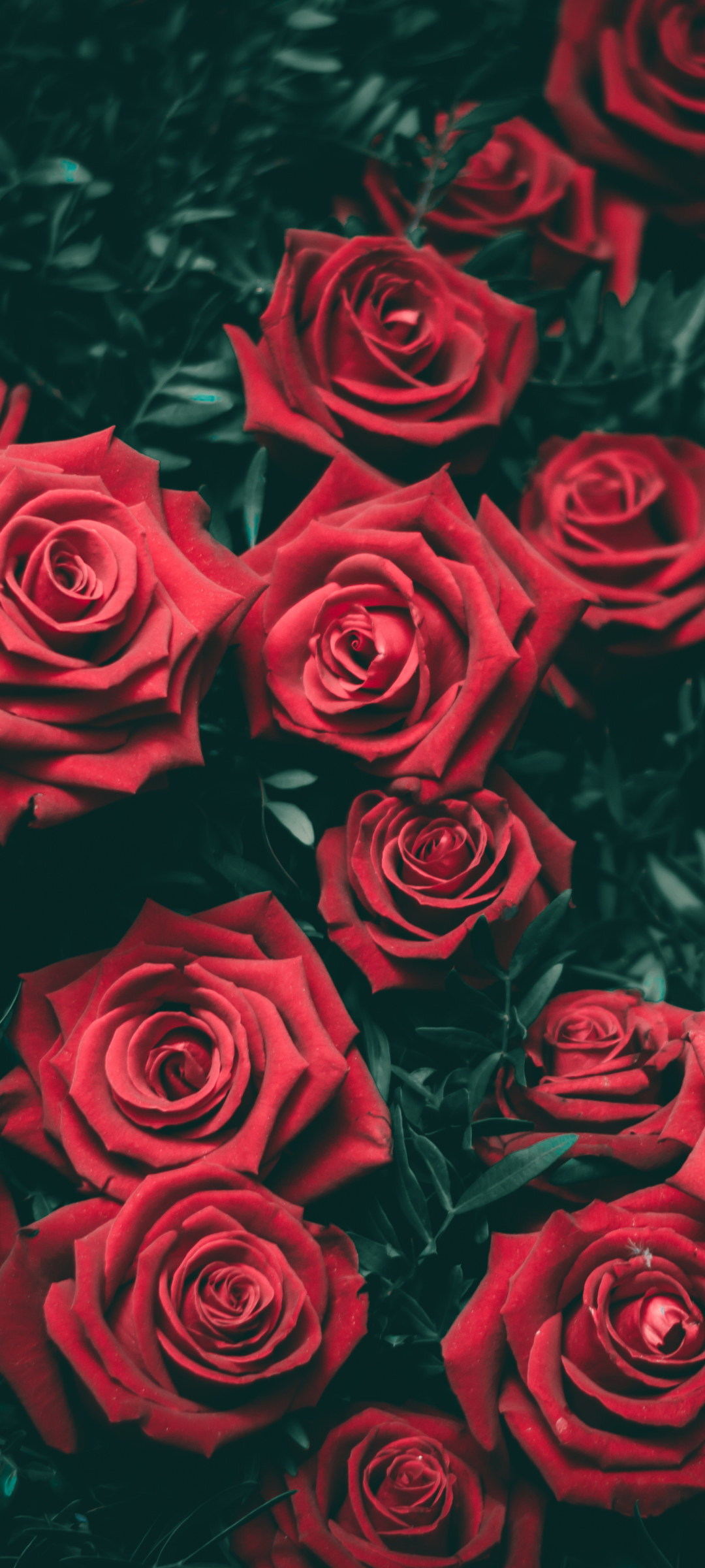Скачати мобільні шпалери Природа, Квітка, Роза, Земля, Червона Троянда, Червона Квітка, Флауерзи безкоштовно.