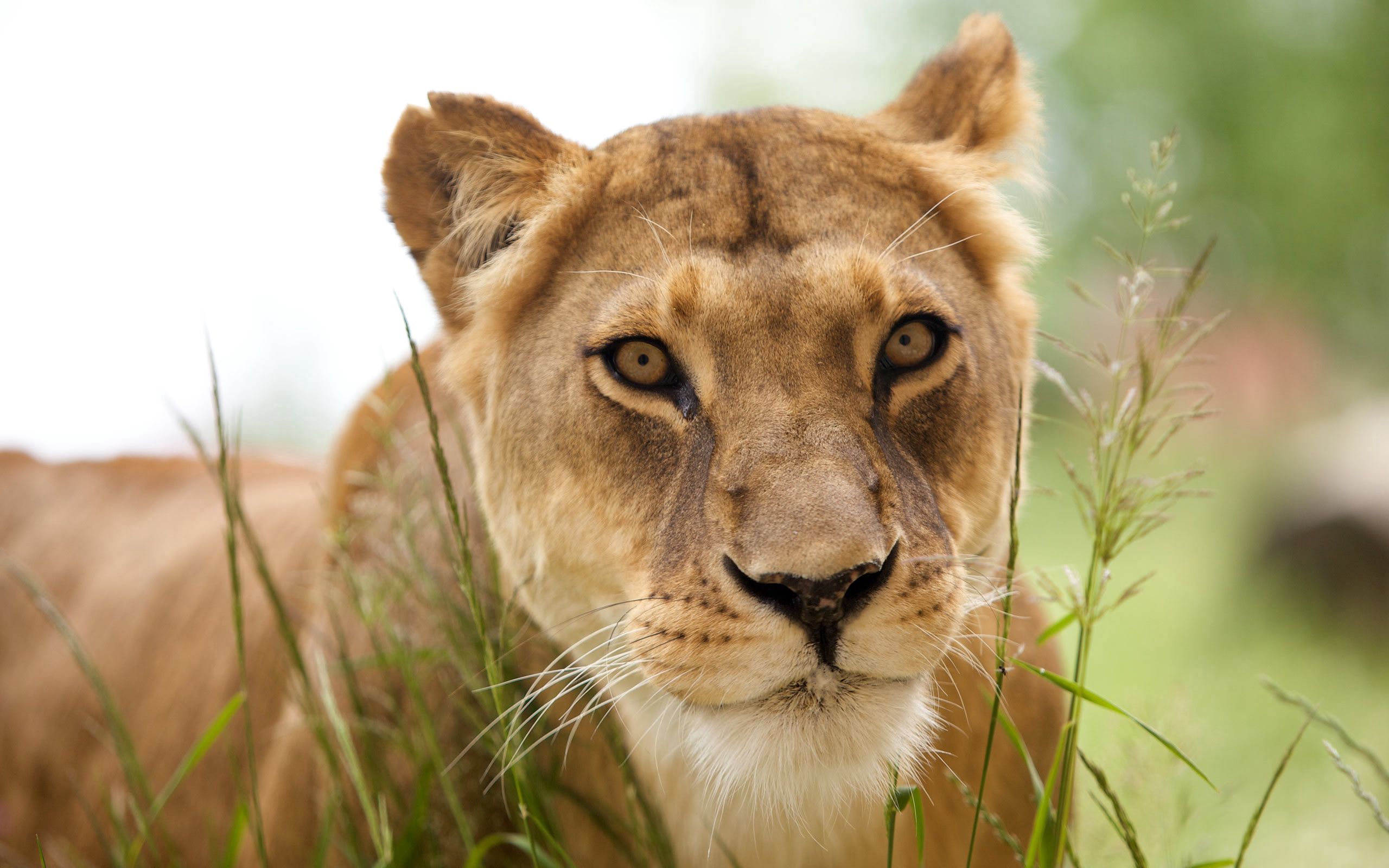 Download mobile wallpaper Muzzle, Grass, Animals, Lion for free.