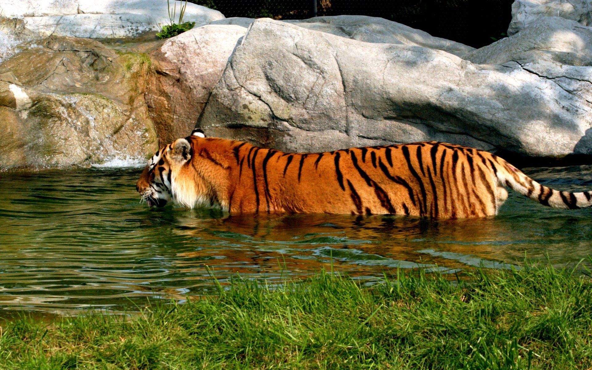 big cat, animals, water, stones, predator, tiger, to swim, swim Free Background
