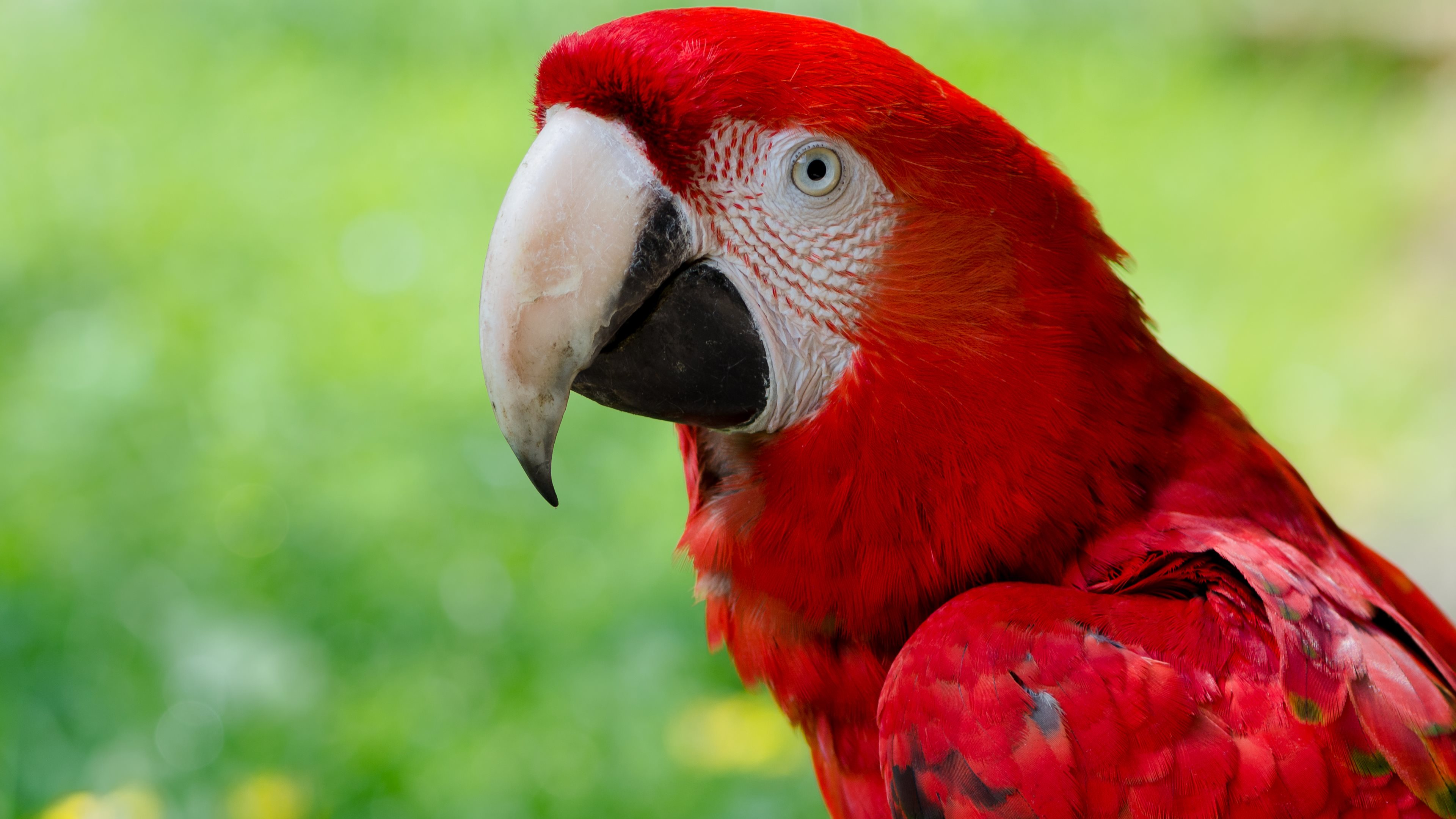 326798 скачать обои попугай, птицы, животные, красно зеленый ара - заставки и картинки бесплатно