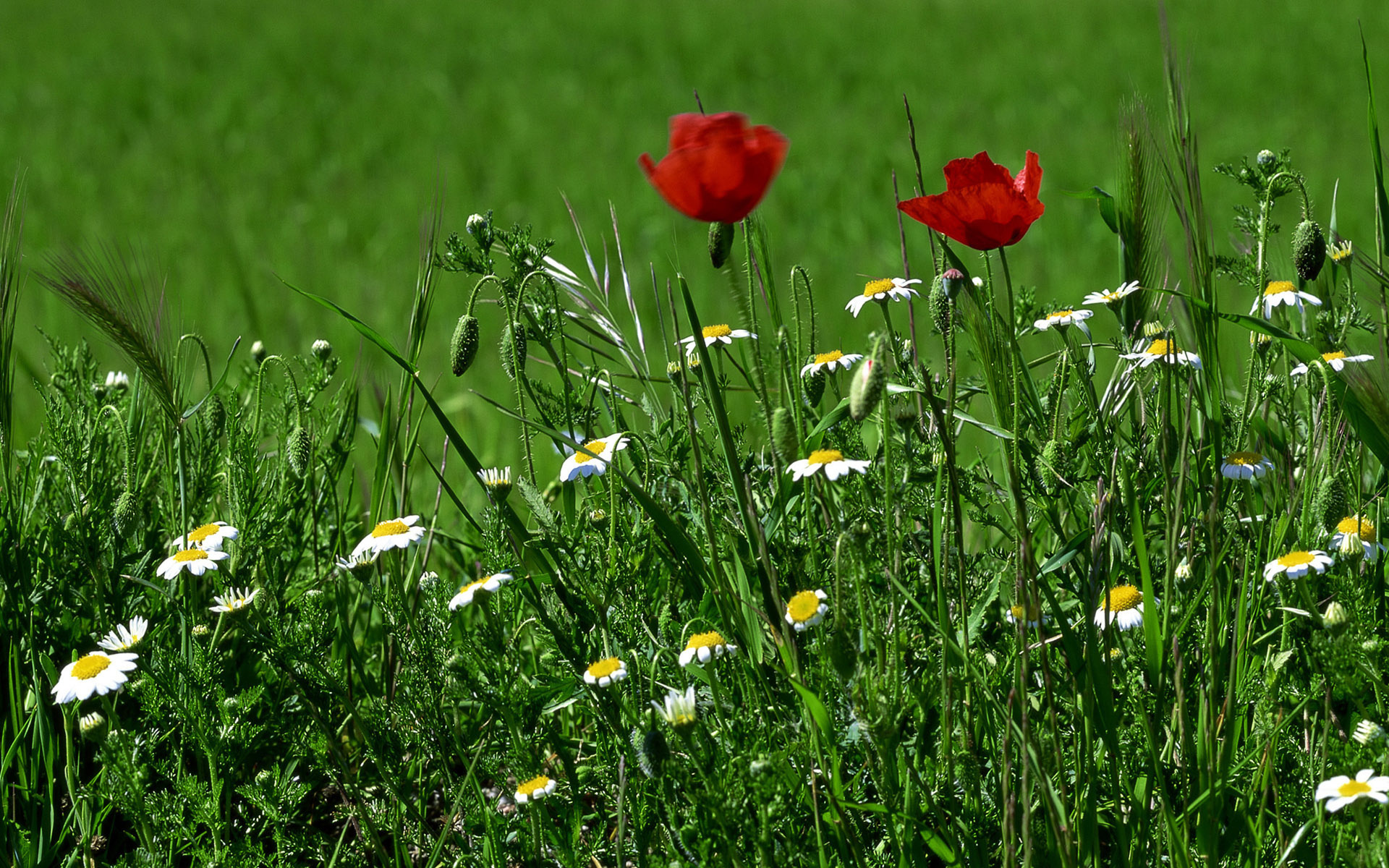 Free download wallpaper Flowers, Flower, Earth on your PC desktop