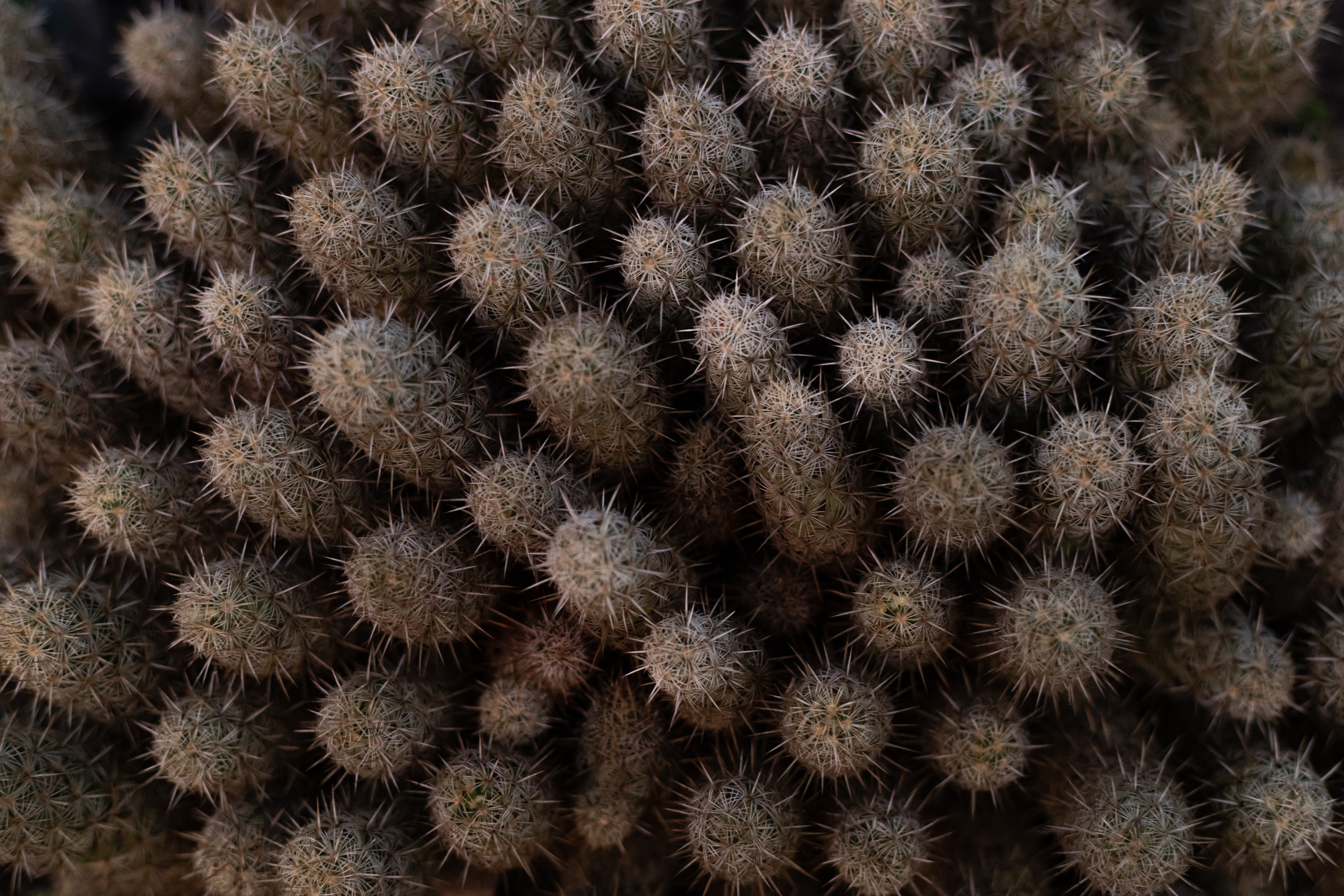 needle, plant, macro, cactus, thorns, prickles HD wallpaper