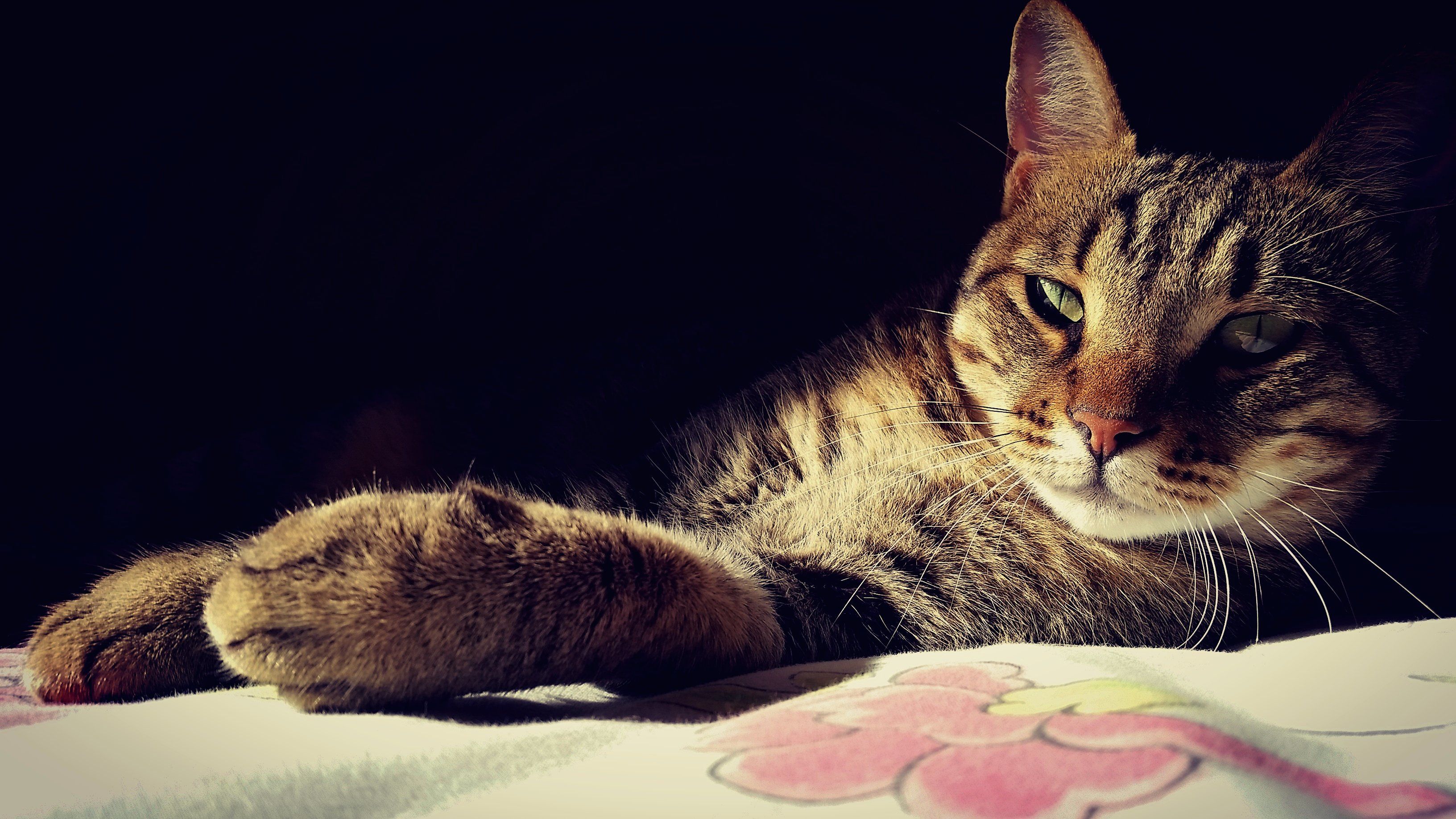 Baixe gratuitamente a imagem Animais, Gatos, Gato na área de trabalho do seu PC