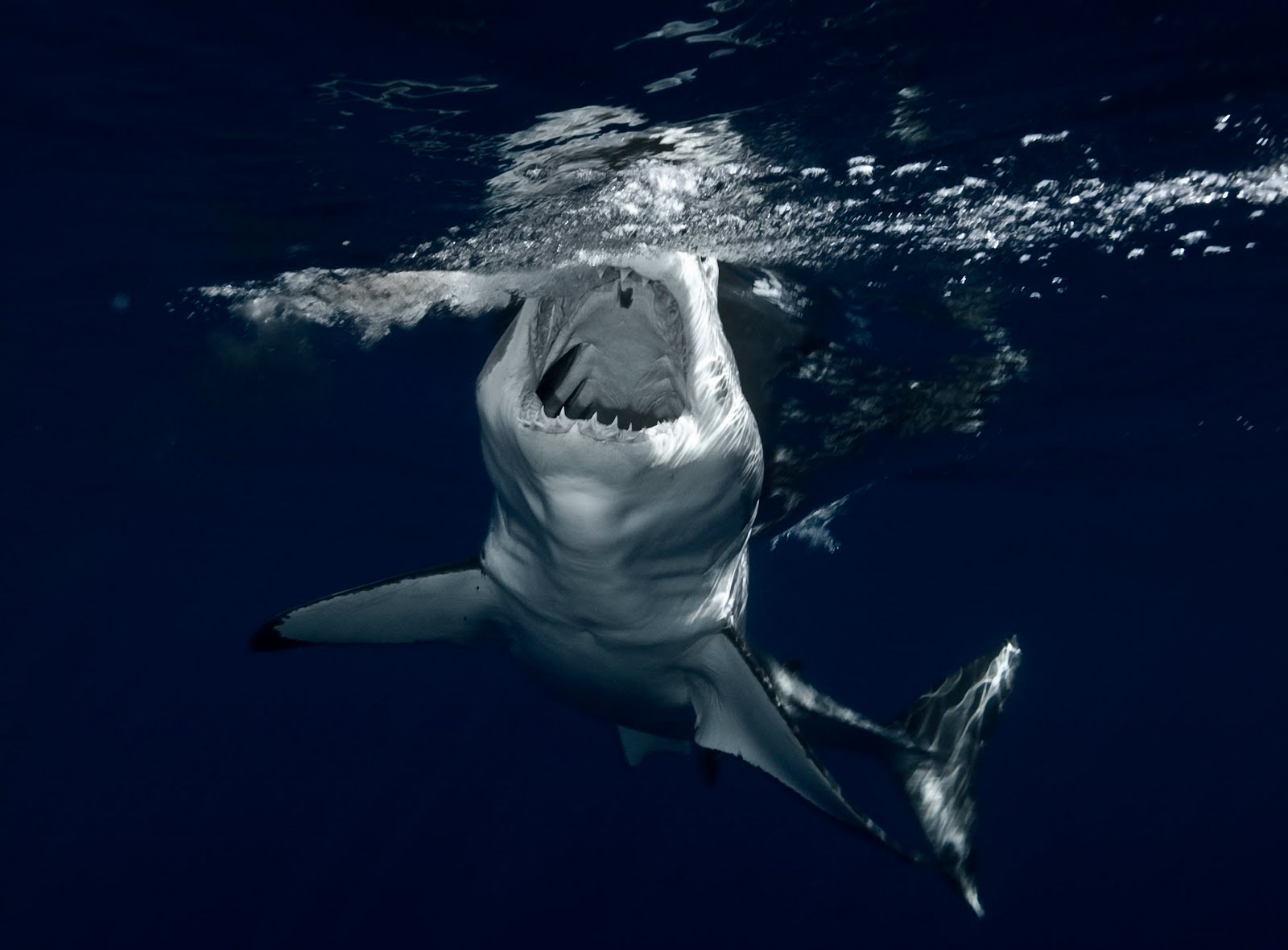 200417 Bild herunterladen tiere, hai, haie - Hintergrundbilder und Bildschirmschoner kostenlos