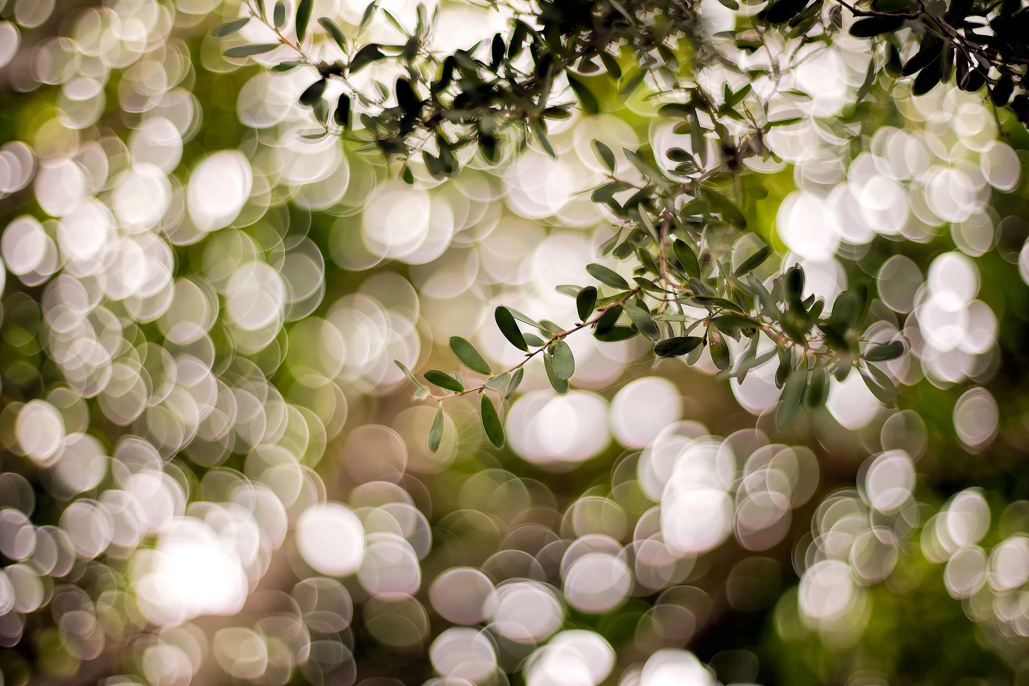 Laden Sie das Natur, Ast, Bokeh, Erde/natur-Bild kostenlos auf Ihren PC-Desktop herunter