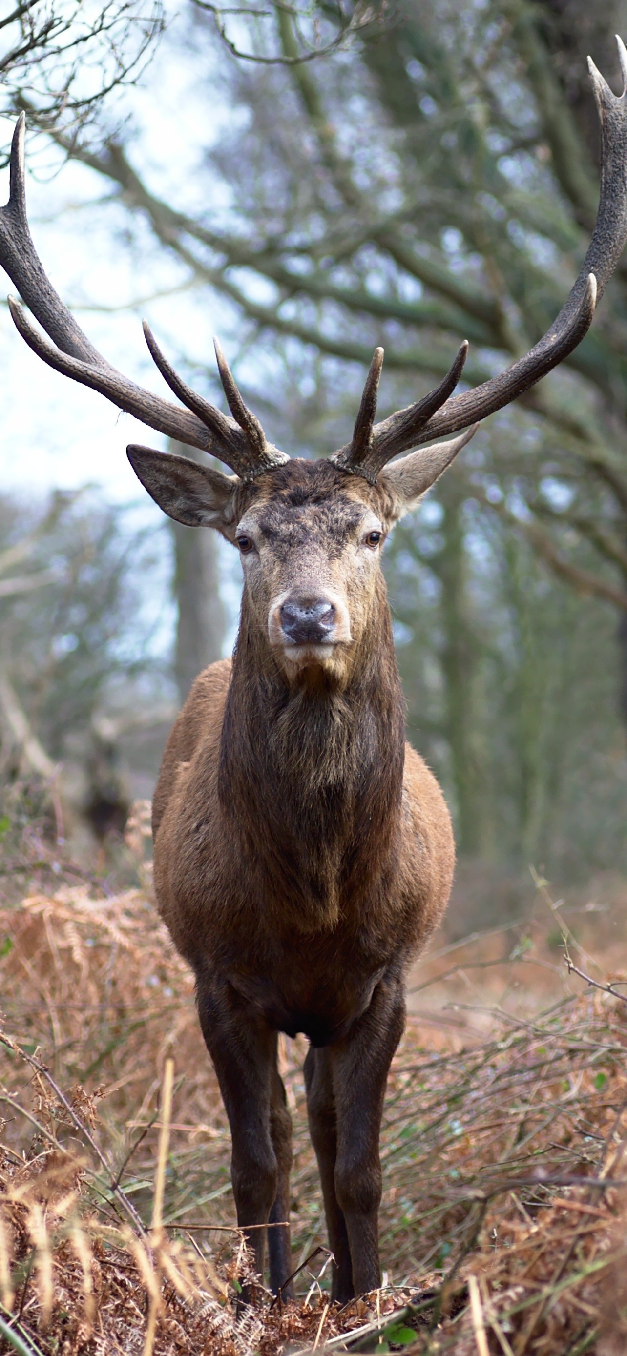 Handy-Wallpaper Tiere, Hirsch kostenlos herunterladen.