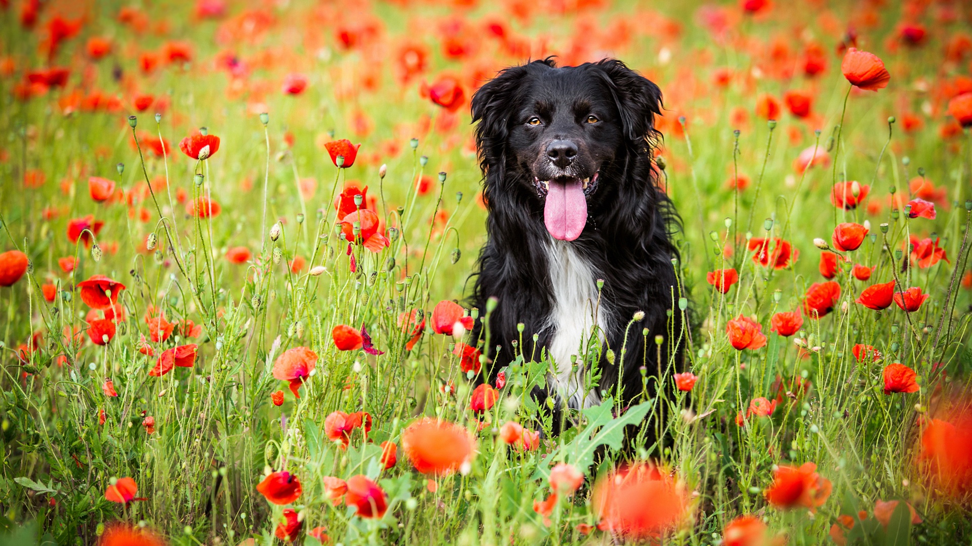 Free download wallpaper Dogs, Summer, Flower, Dog, Animal, Poppy, Red Flower on your PC desktop