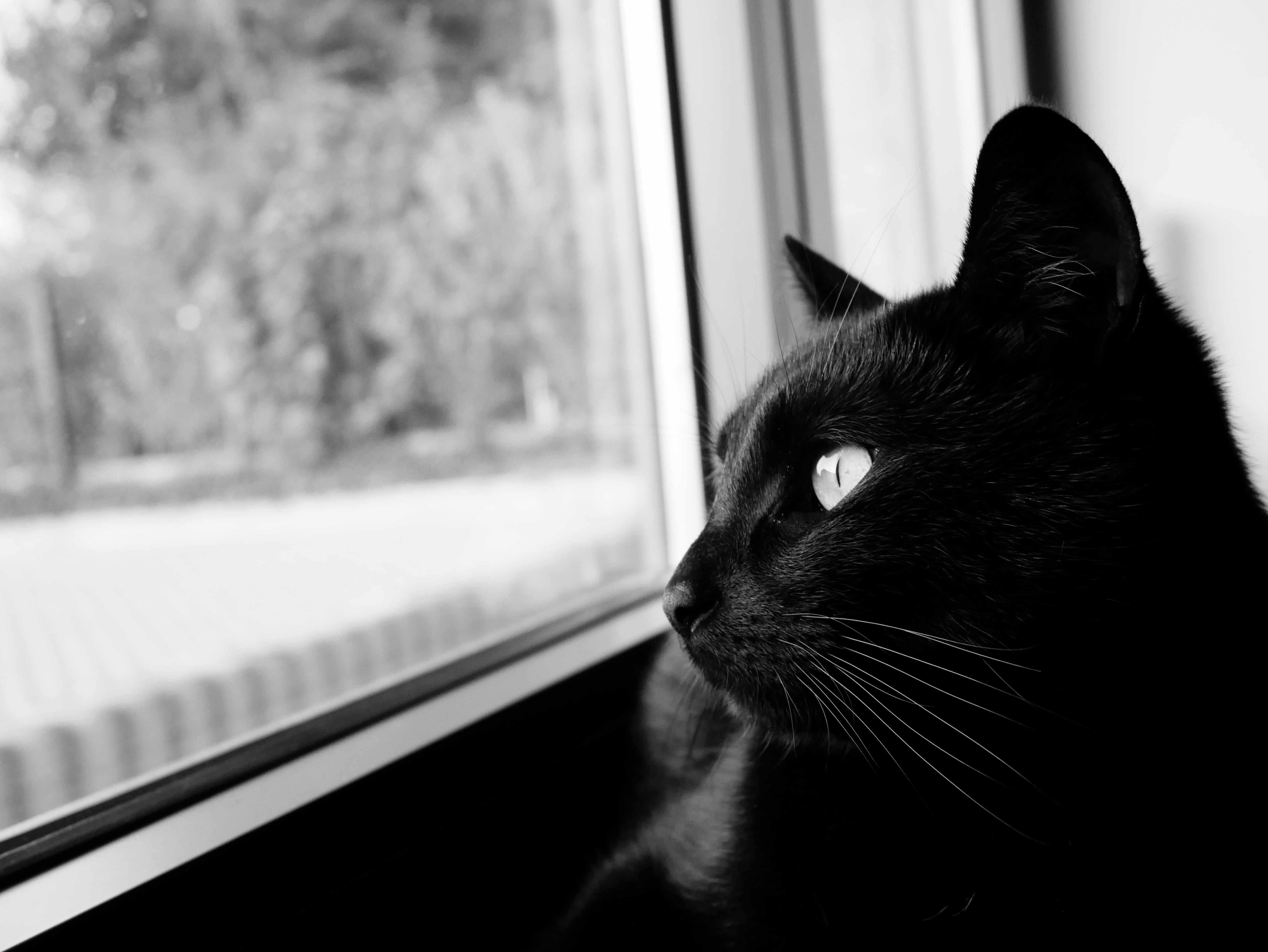 140158 Bild herunterladen tiere, schwarz, der kater, katze, schnauze, das schwarze, bw, chb, schwarzer kater, black cat - Hintergrundbilder und Bildschirmschoner kostenlos