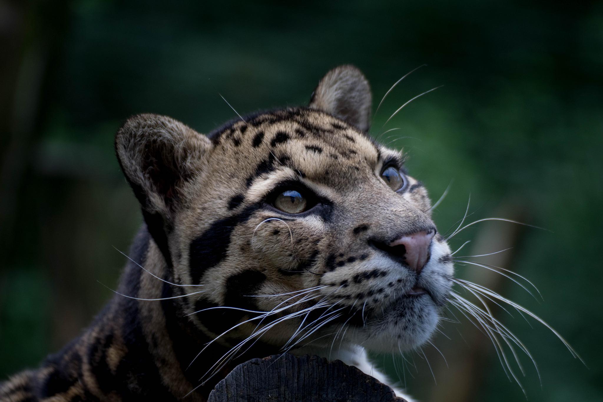 397553 baixar papel de parede animais, leopardo nebuloso, fechar se, gatos - protetores de tela e imagens gratuitamente
