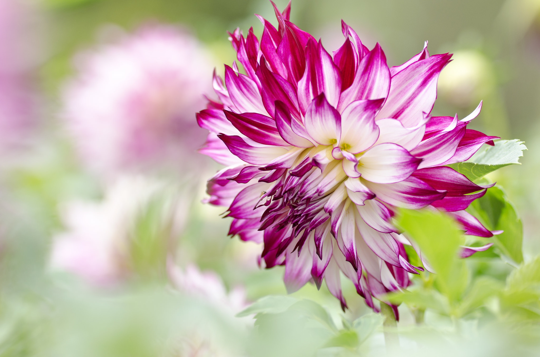 Download mobile wallpaper Nature, Flowers, Flower, Close Up, Earth, Dahlia, White Flower, Purple Flower for free.