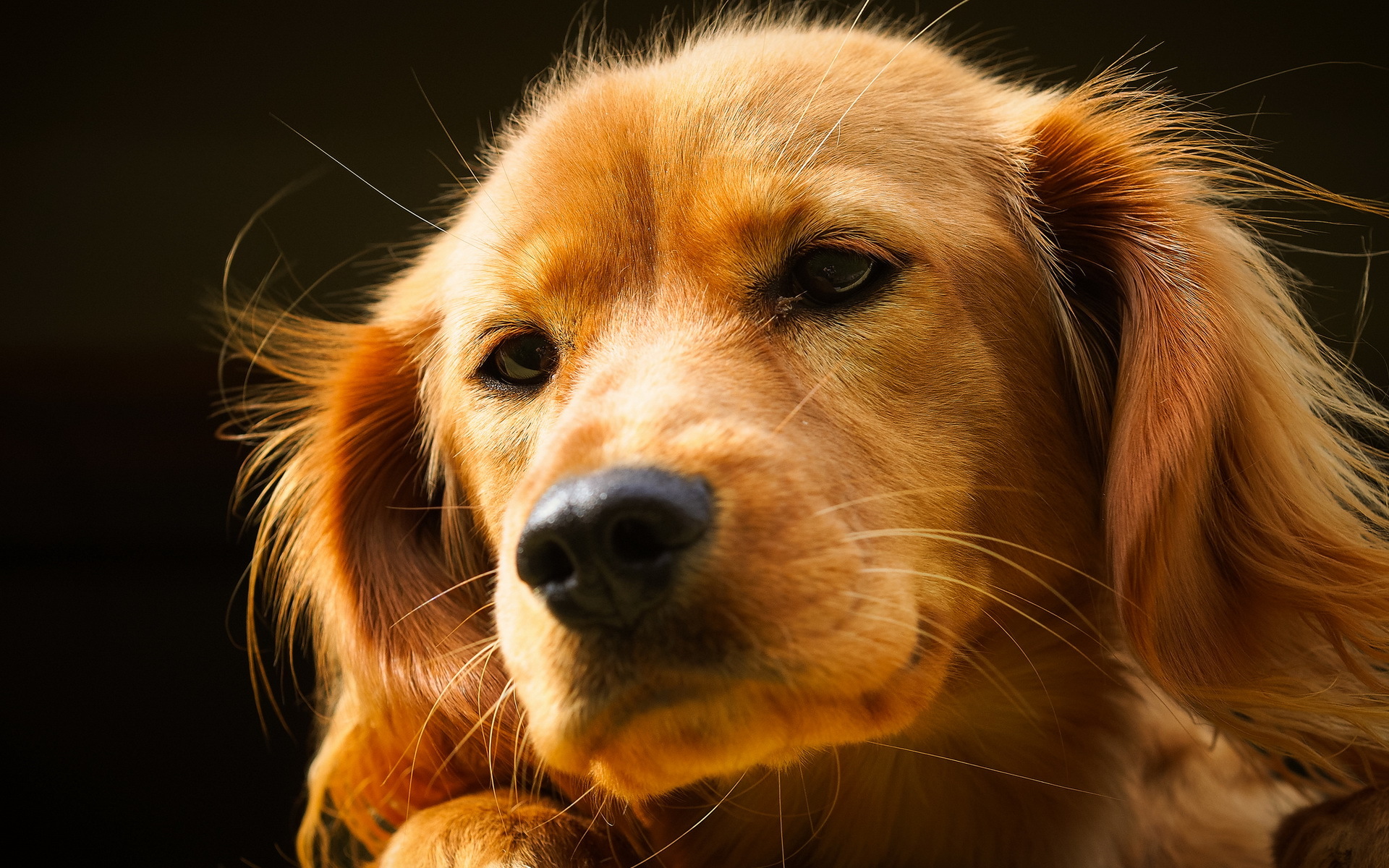 Laden Sie das Hunde, Hund, Tiere-Bild kostenlos auf Ihren PC-Desktop herunter