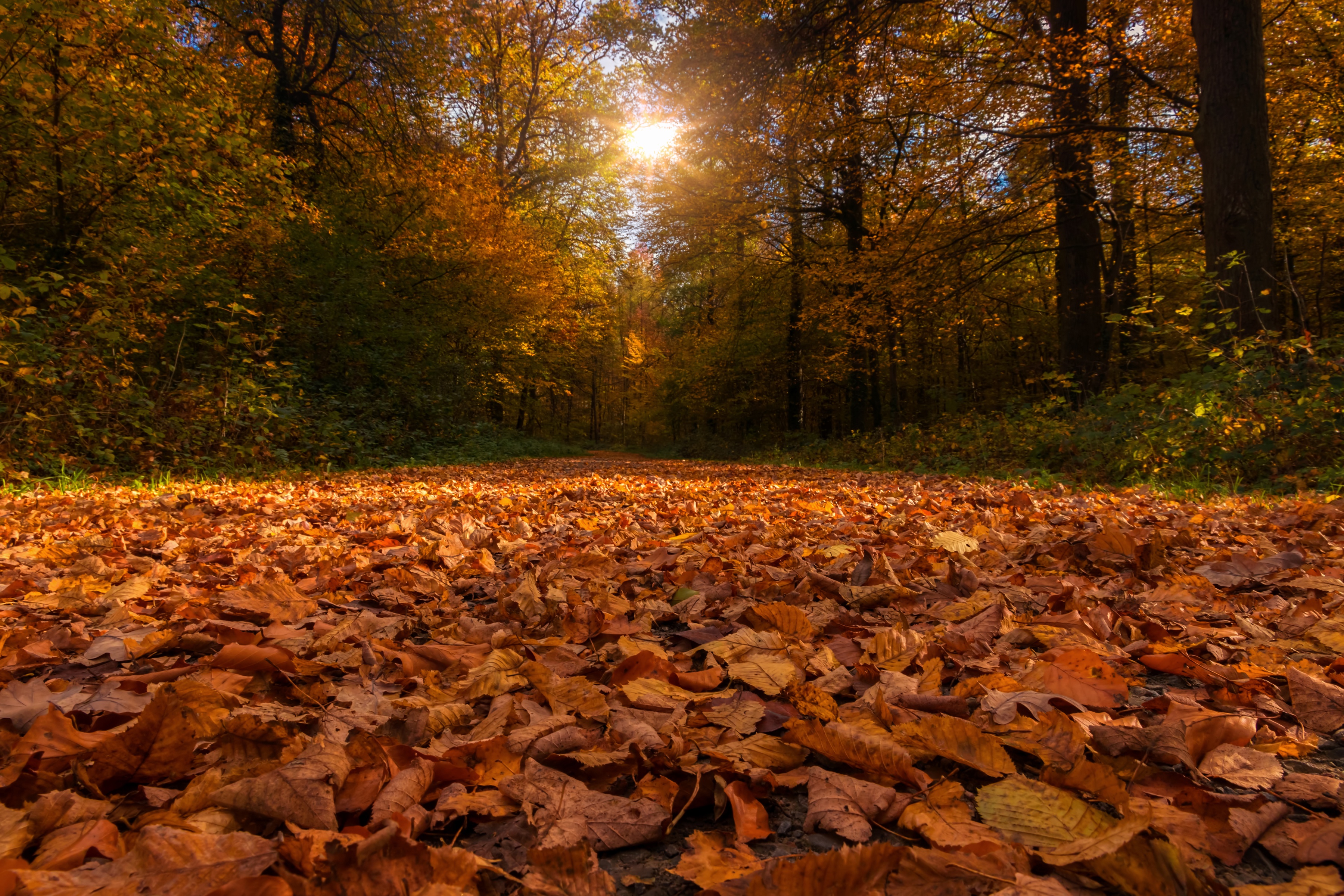 Free download wallpaper Forest, Tree, Leaf, Fall, Earth, Sunbeam on your PC desktop