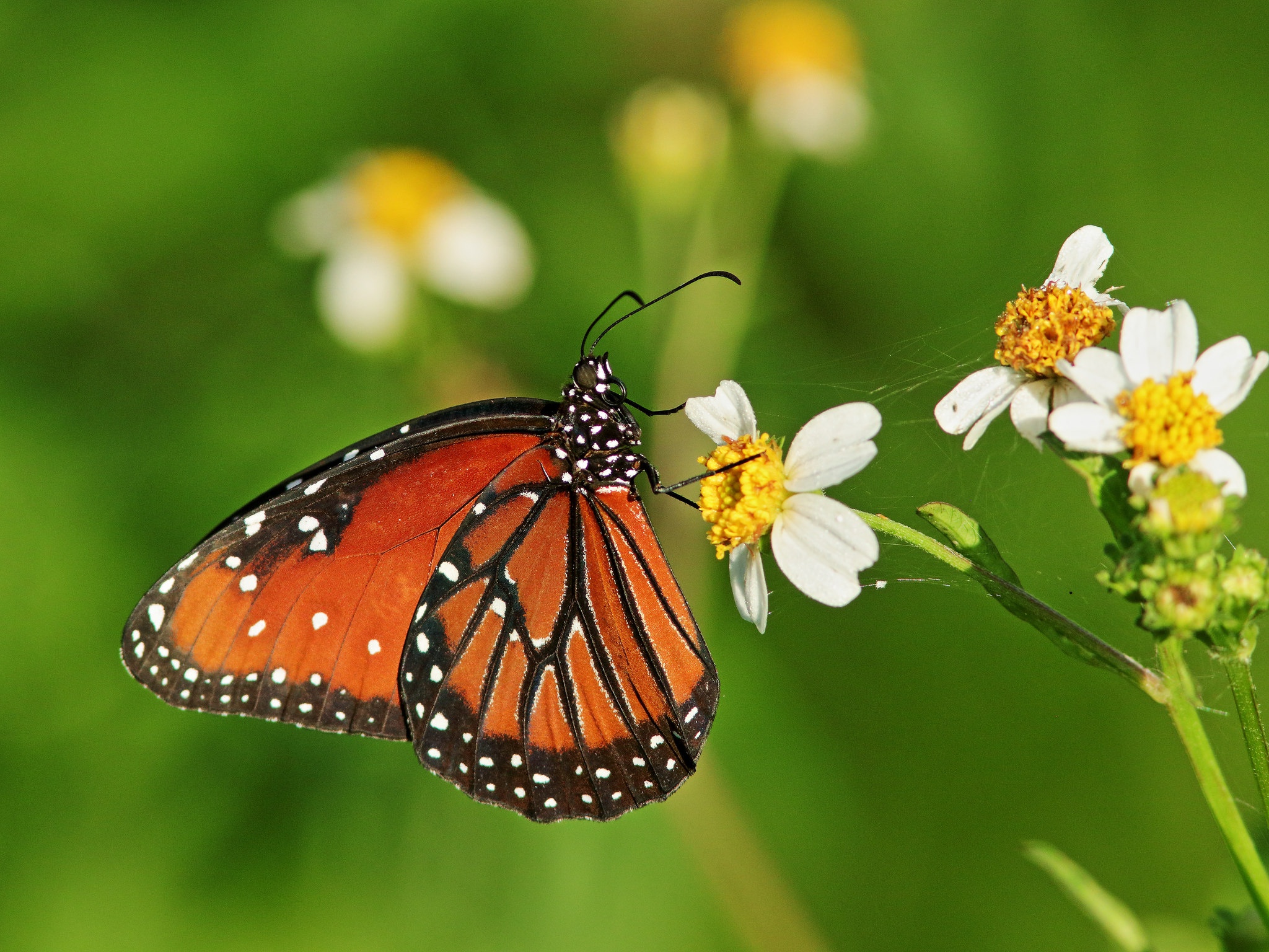 Download mobile wallpaper Macro, Insect, Butterfly, Animal for free.