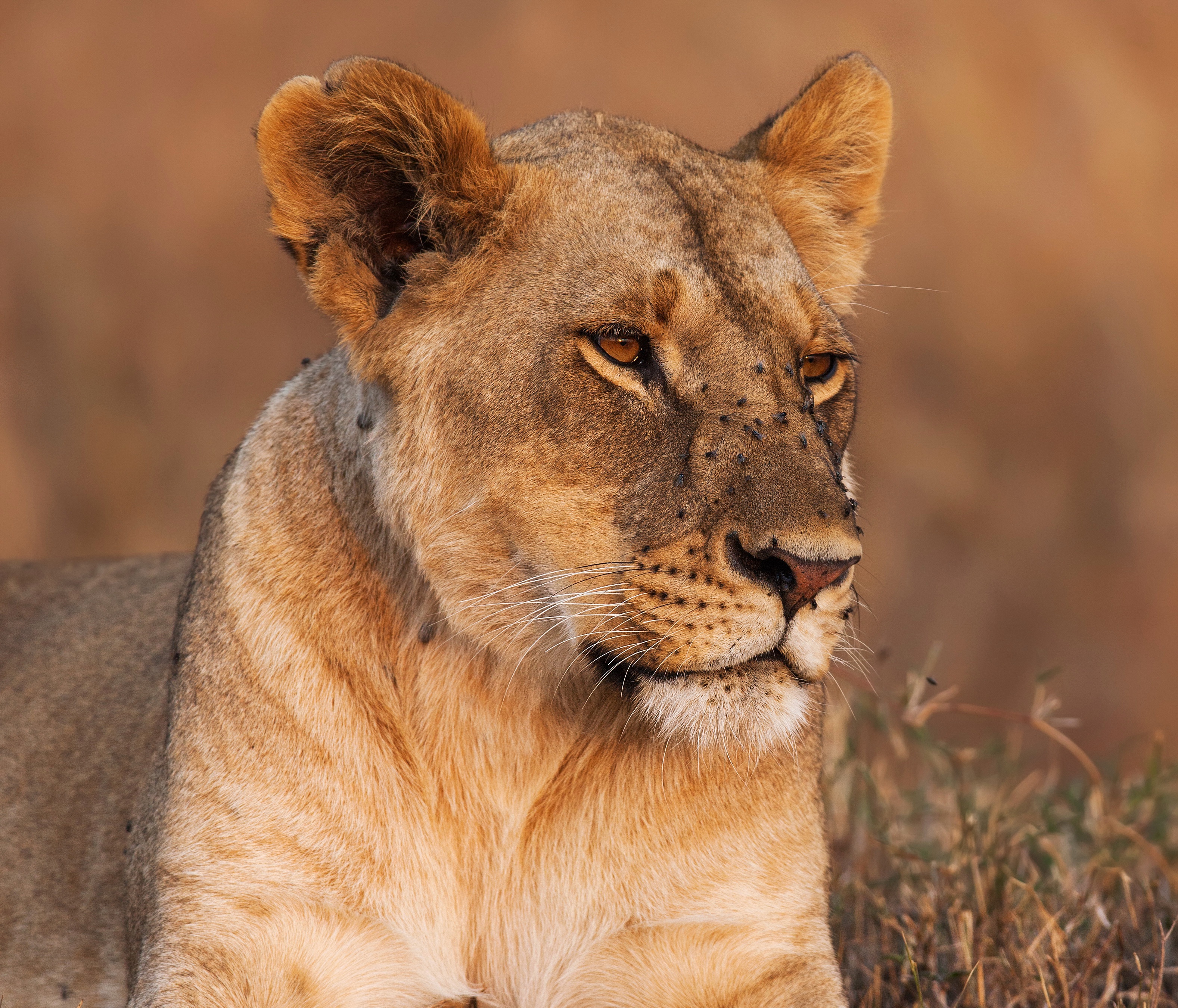 Téléchargez gratuitement l'image Animaux, Chats, Lion sur le bureau de votre PC