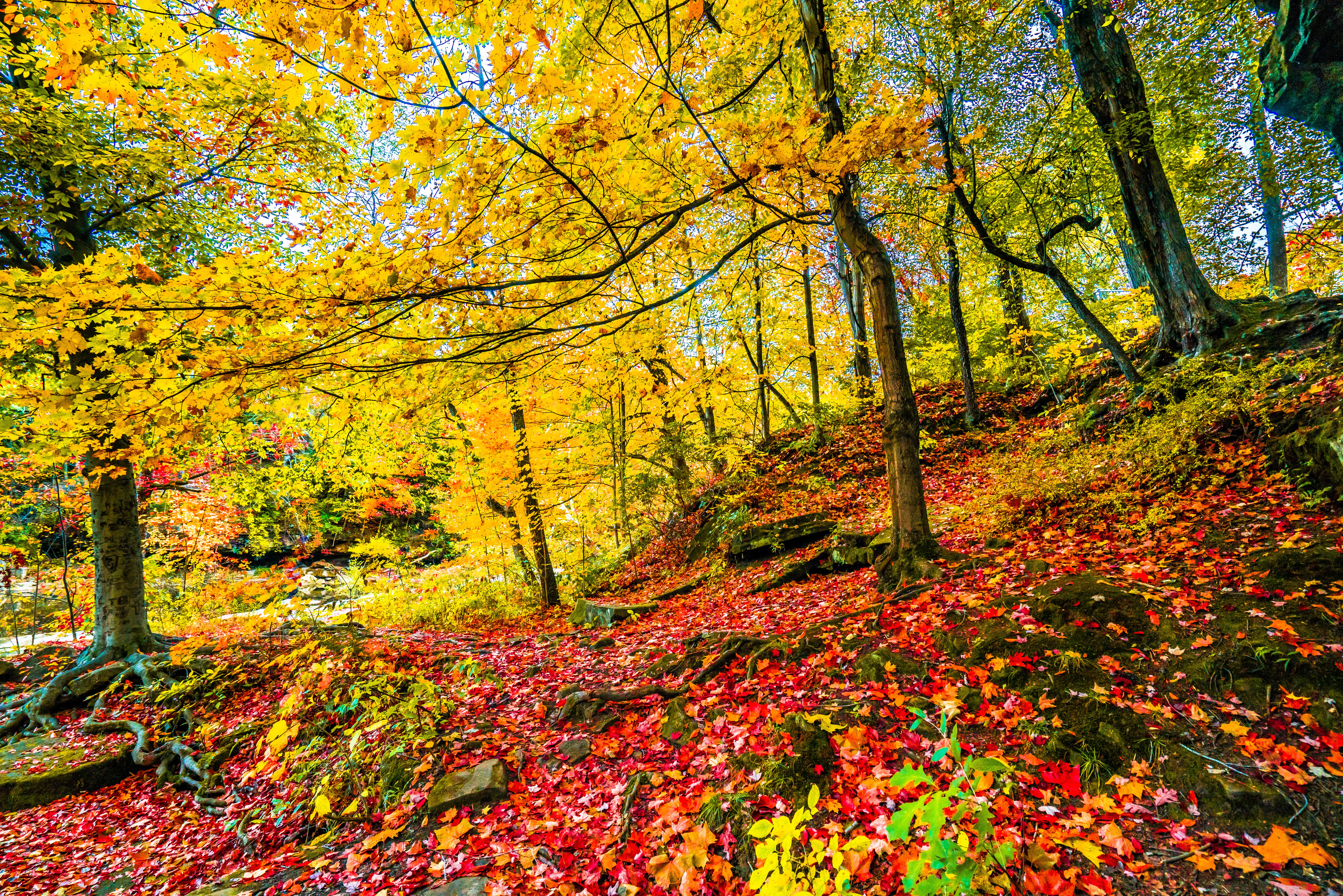 Скачать картинку Осень, Лес, Дерево, Красочный, Земля/природа в телефон бесплатно.