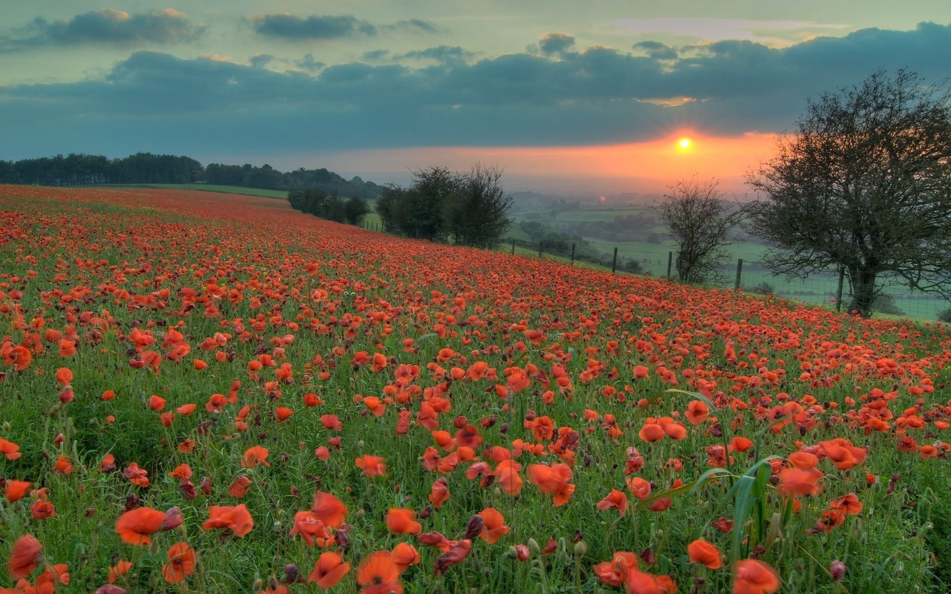 poppies, nature, flowers, sunset, field, evening Panoramic Wallpaper