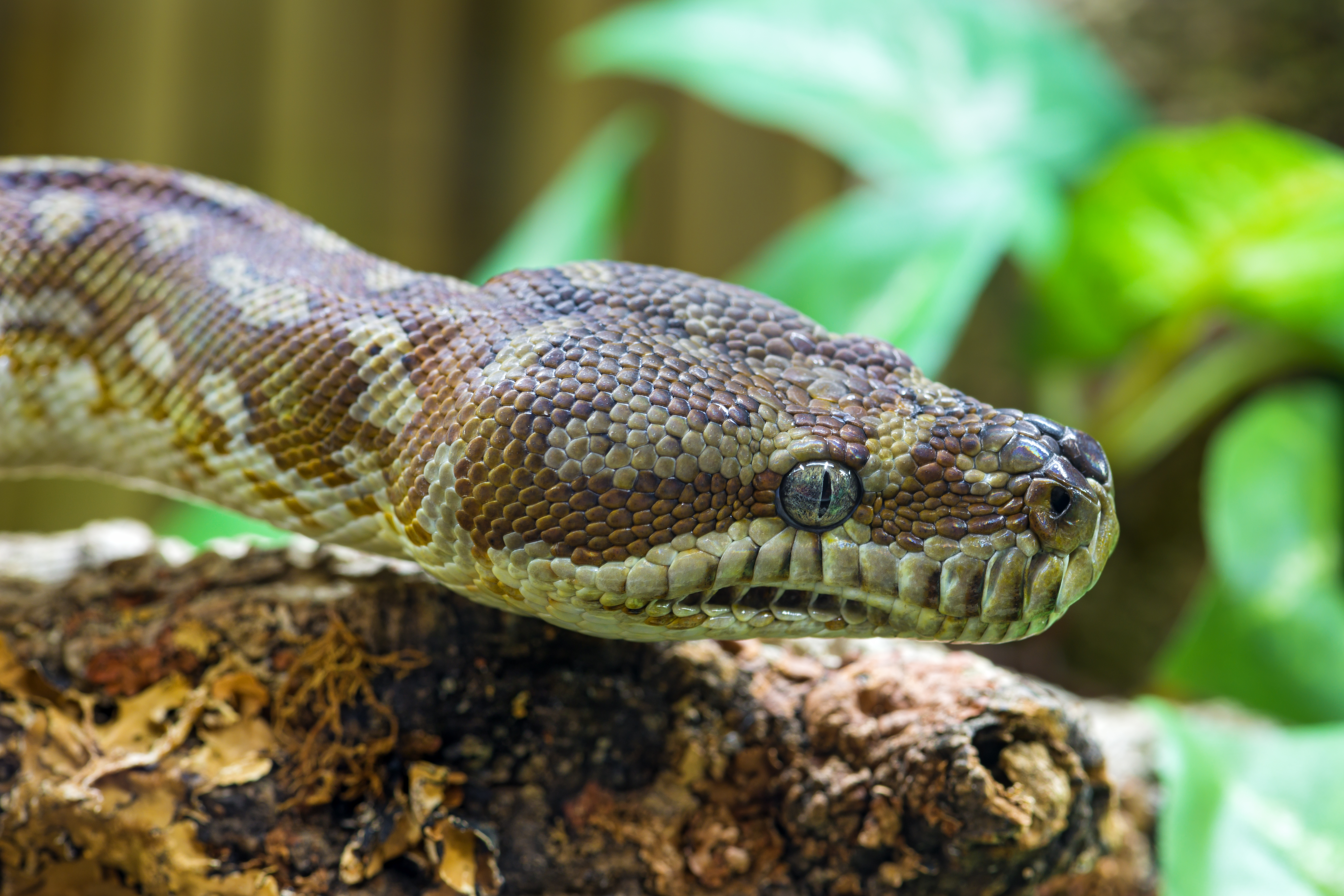 Descarga gratis la imagen Animales, Serpiente, Reptiles en el escritorio de tu PC