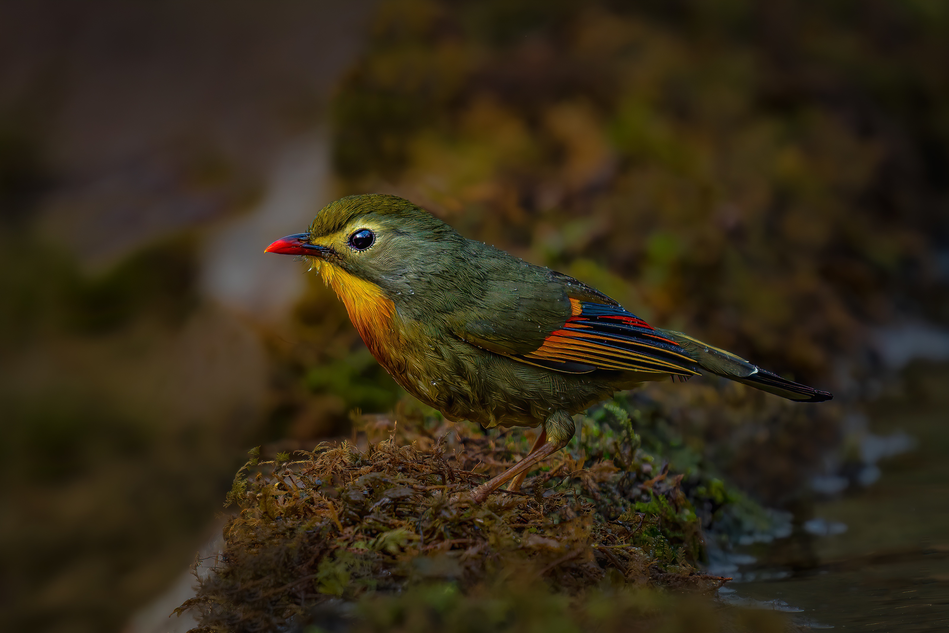 Best Red Billed Leiothrix Full HD Wallpaper