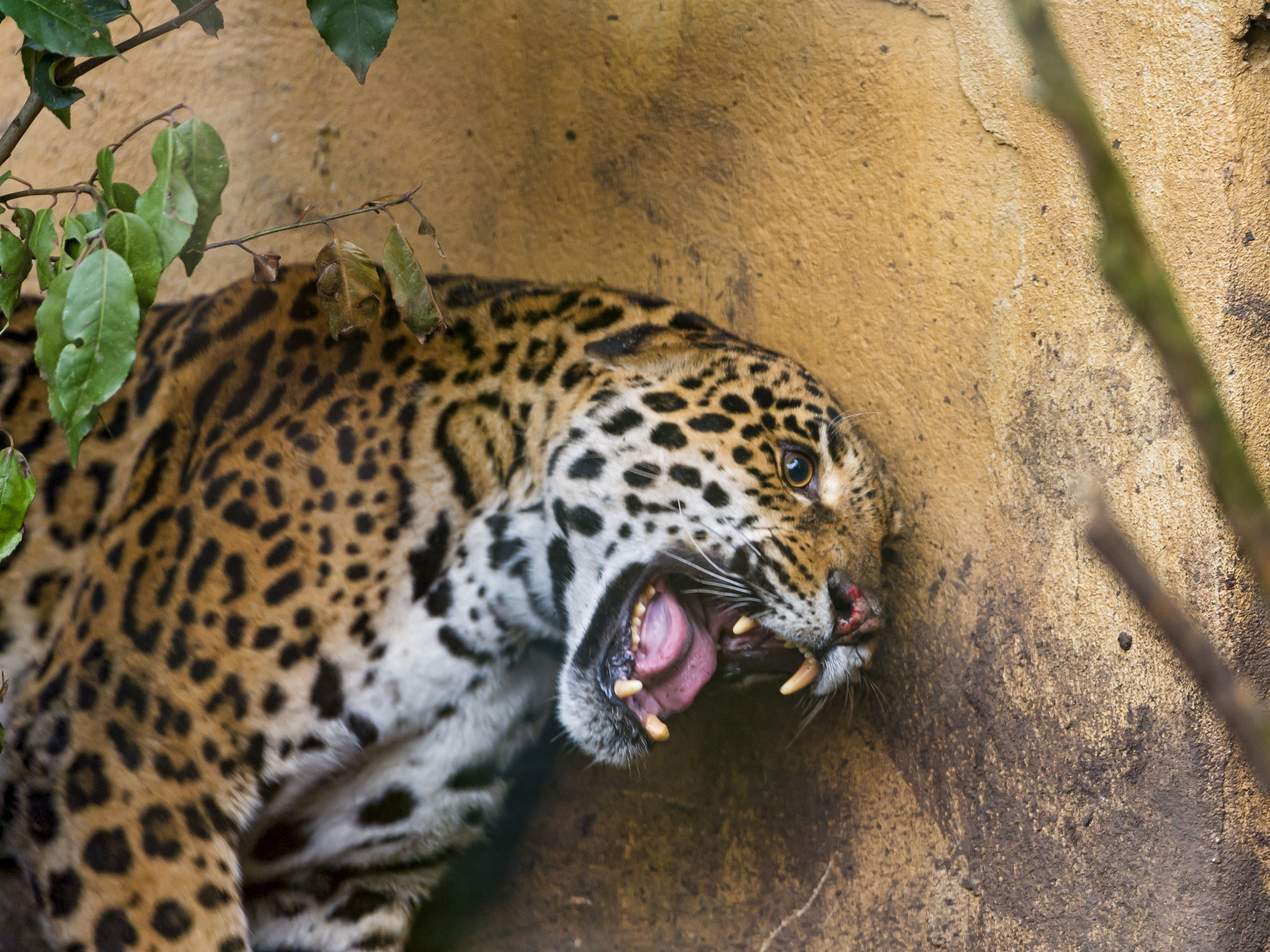 Descarga gratuita de fondo de pantalla para móvil de Animales, Gatos, Jaguar.