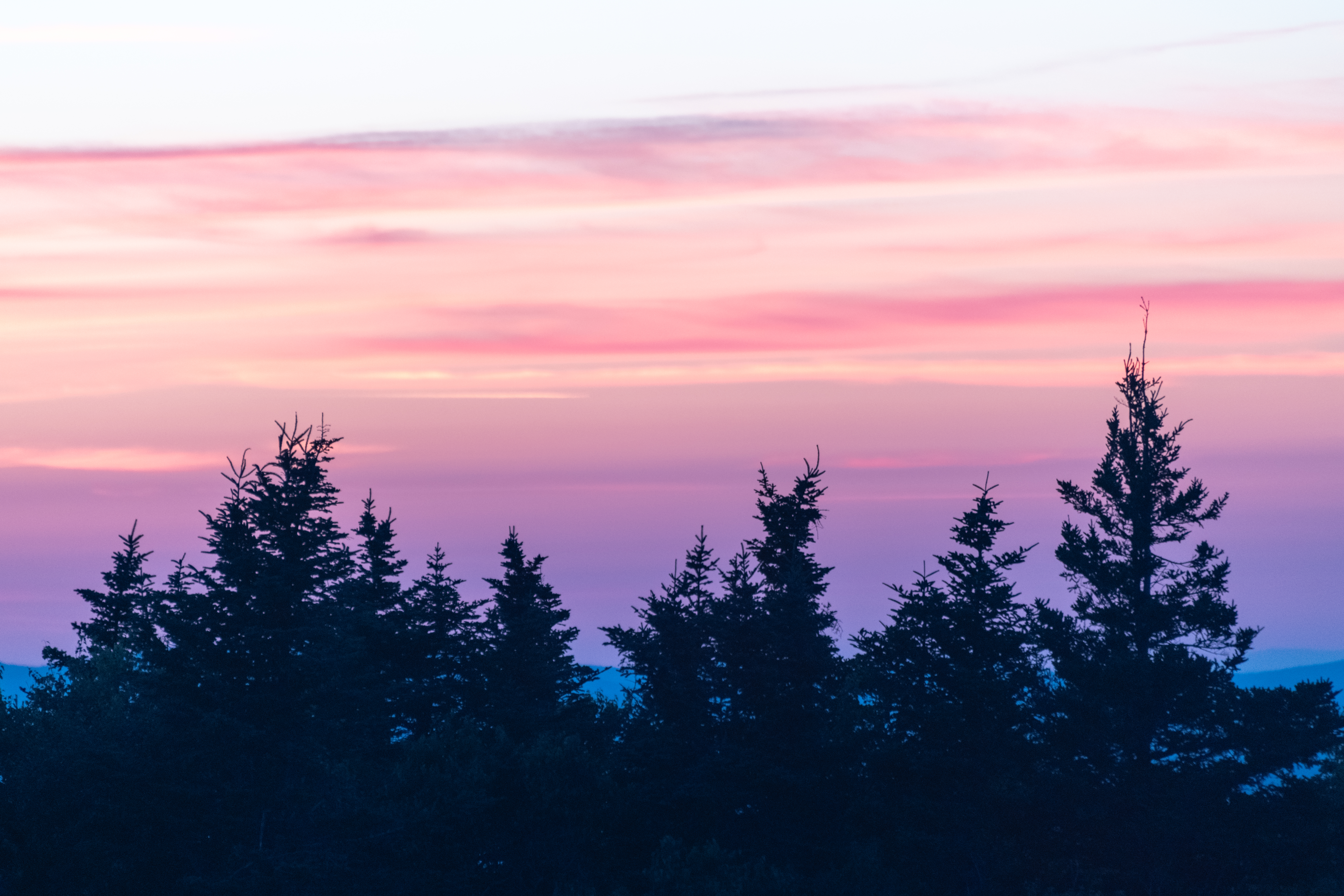 nature, sunset, pink, clouds, fir trees, fog