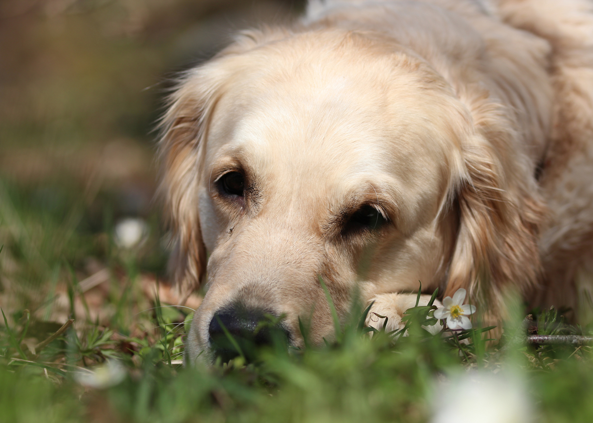 Descarga gratuita de fondo de pantalla para móvil de Animales, Perros, Perro, Bozal, Perro Perdiguero De Oro.